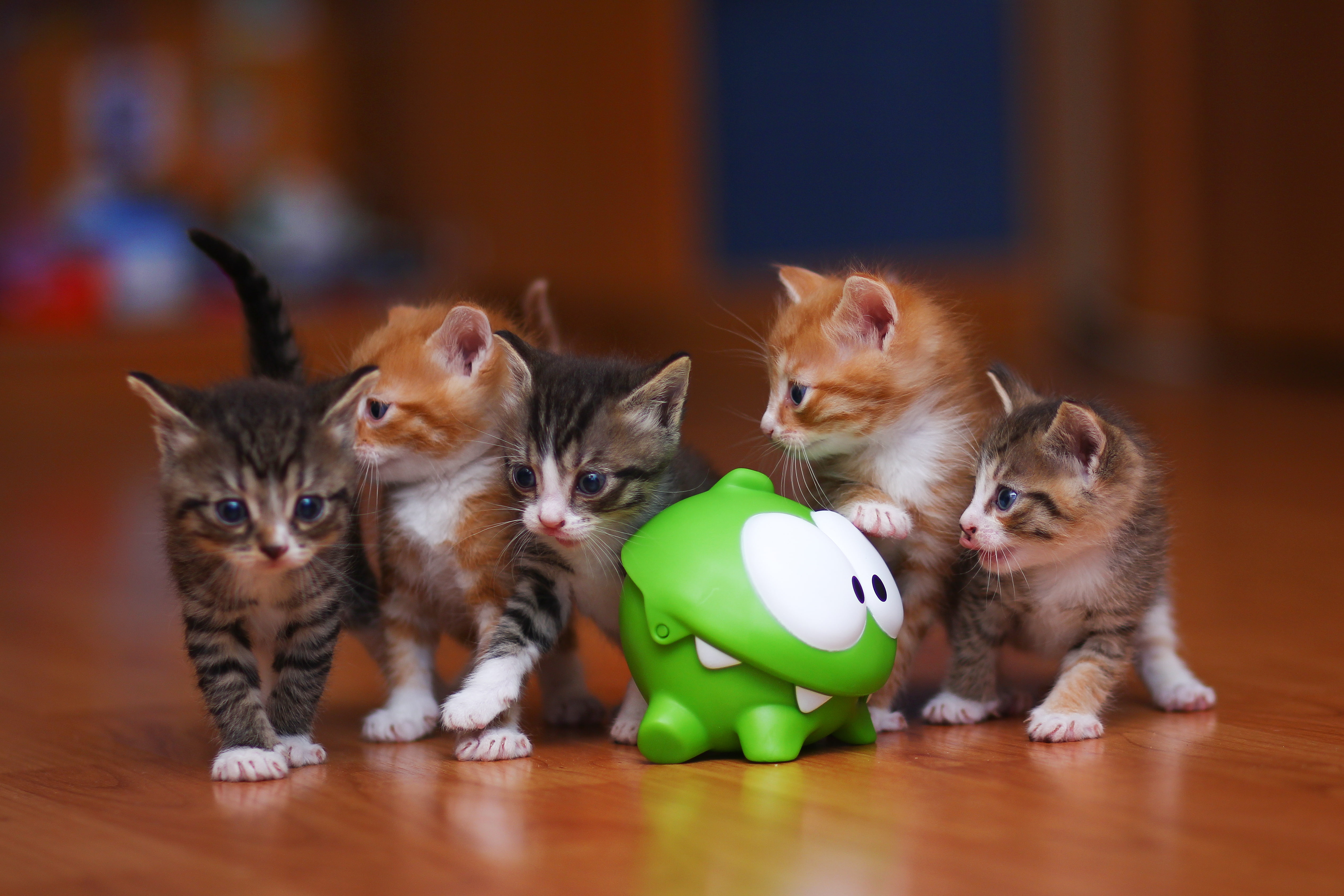 4K, om, kittens, toy, nom, HD Wallpaper