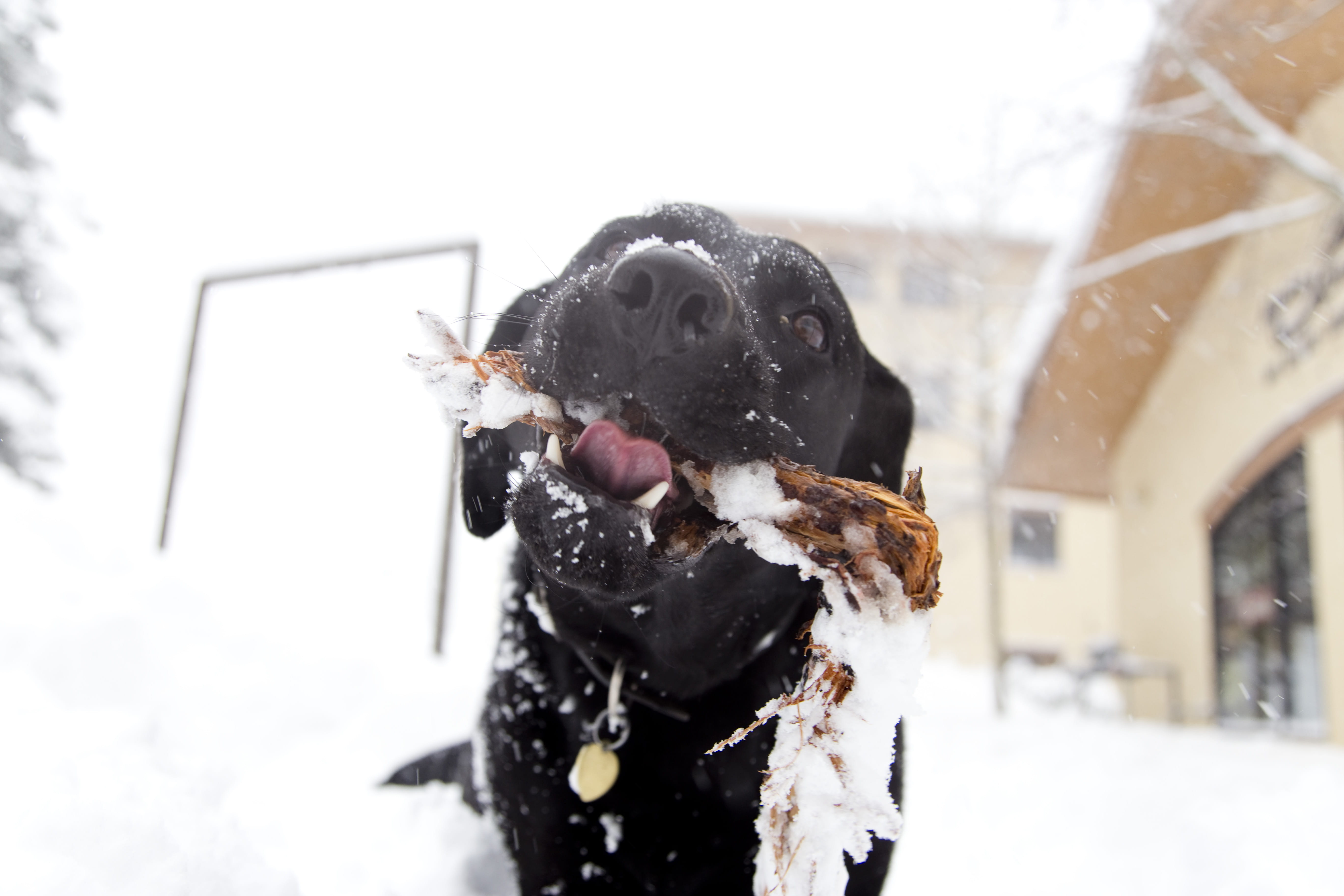 animal, outdoors, canine, mammal, yum, dog, taos ski valley, domestic animals, snowing, cold temperature, day, focus on foreground, black color, ski, pets, HD Wallpaper