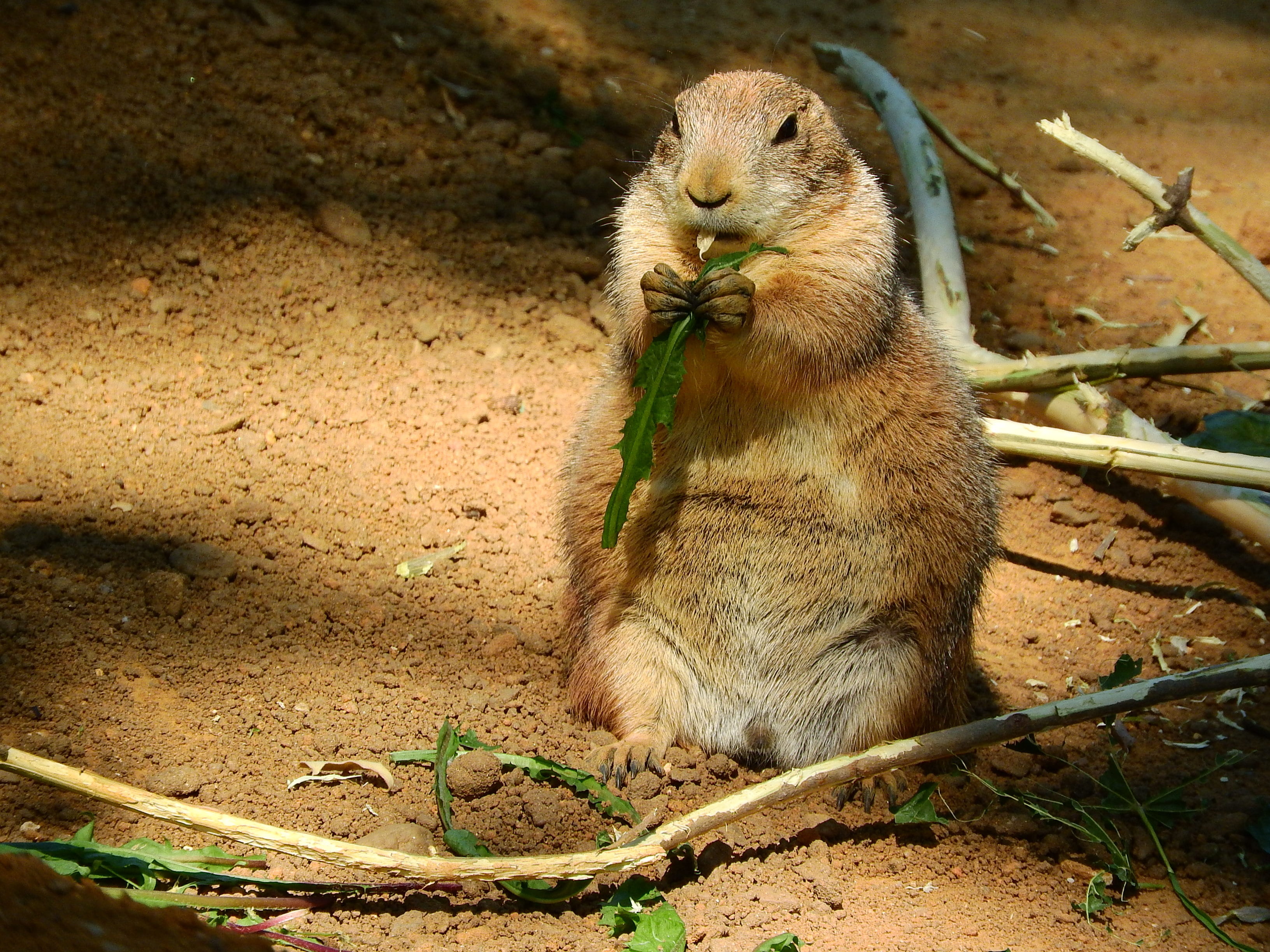 animal wildlife, holding food, dog, relaxation, 2K, focus on foreground, vertebrate, one animal, north american fauna, om-nom-nom, feeding, nature, full length, HD Wallpaper