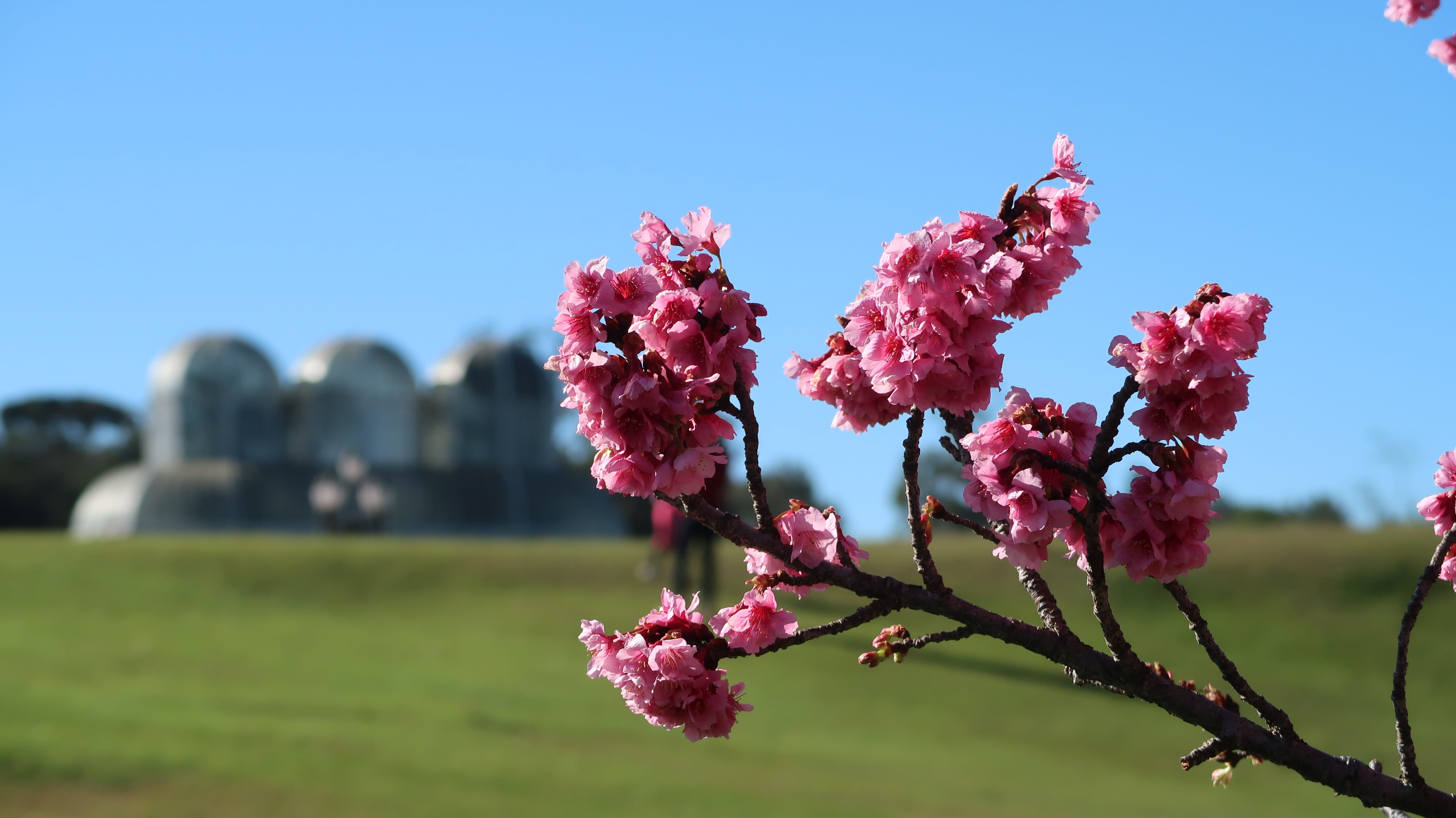 curitiba, beauty in nature, branch, plant, 5K, freshness, pink color, rosa, springtime, tree, growth, july, sky, fragility, flower head, day, close-up, HD Wallpaper