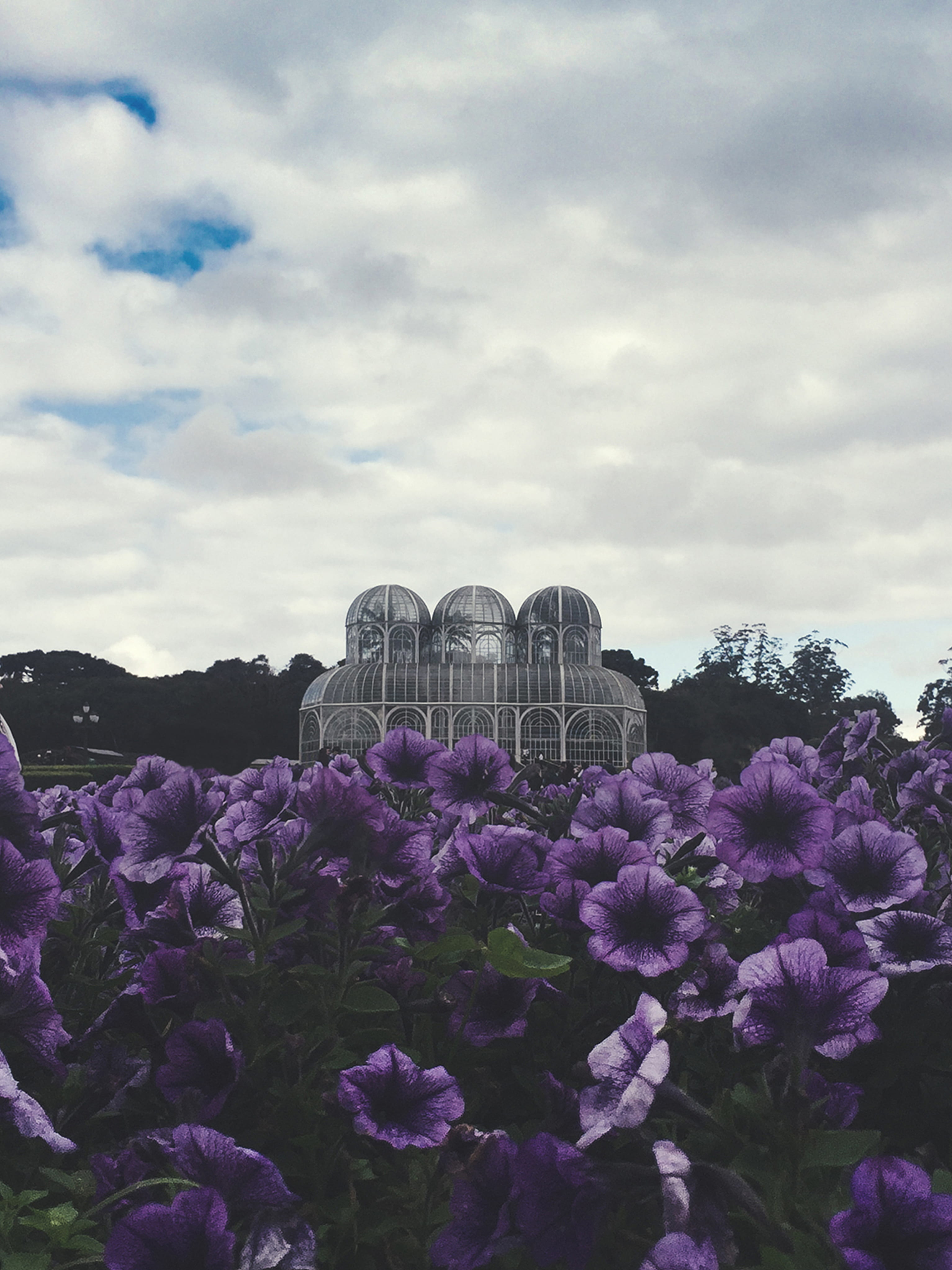 pink color, outdoors, botanico, purple, botanical, fragility, building exterior, garden, brazil, nature, r. engo. ostoja roguski, beauty in nature, built structure, Phone HD Wallpaper