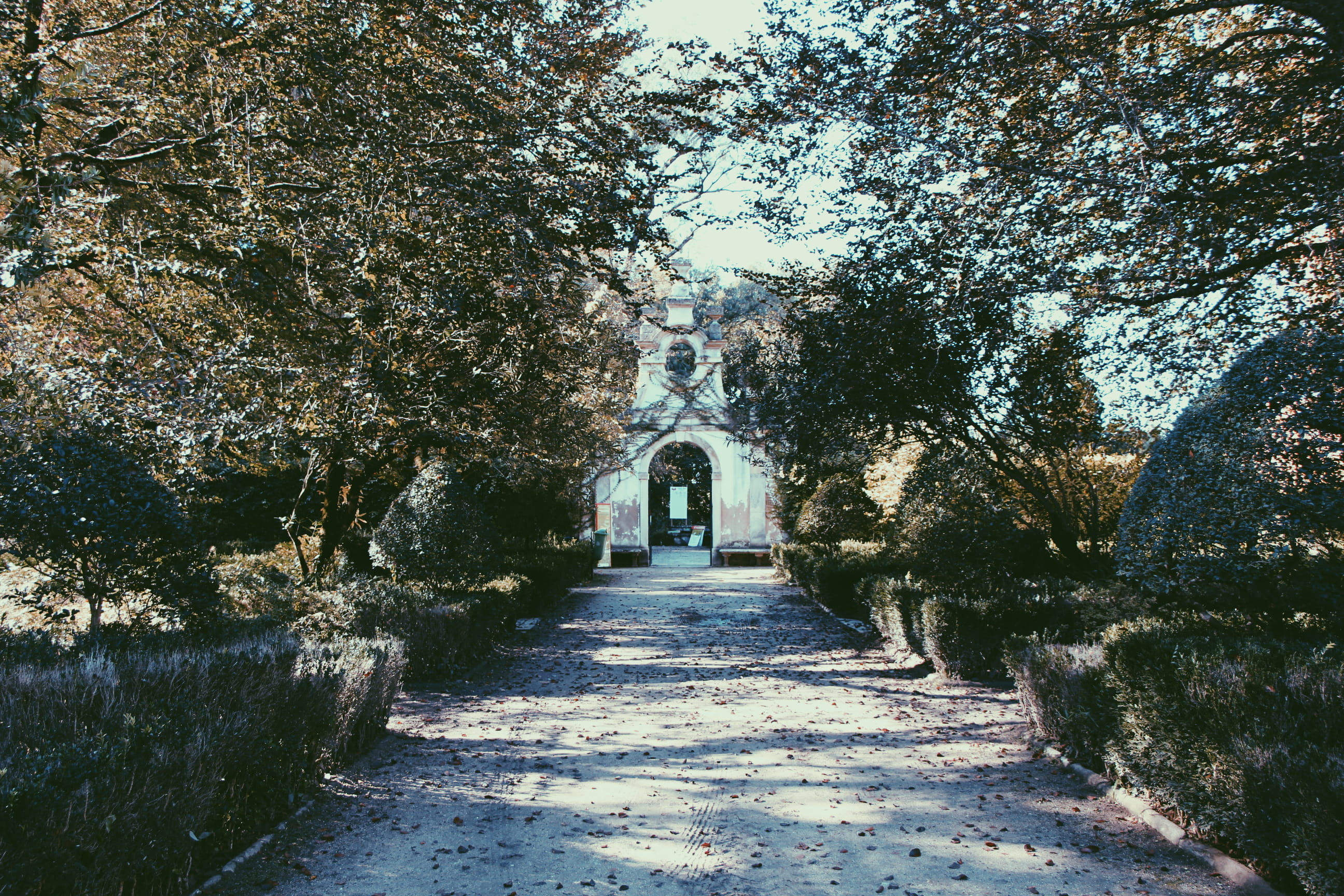 footpath, empty, coimbra, treelined, explore, growth, diminishing perspective, vanishing point, architecture, flower, 2K, path, portugal, plant, the way forward, HD Wallpaper