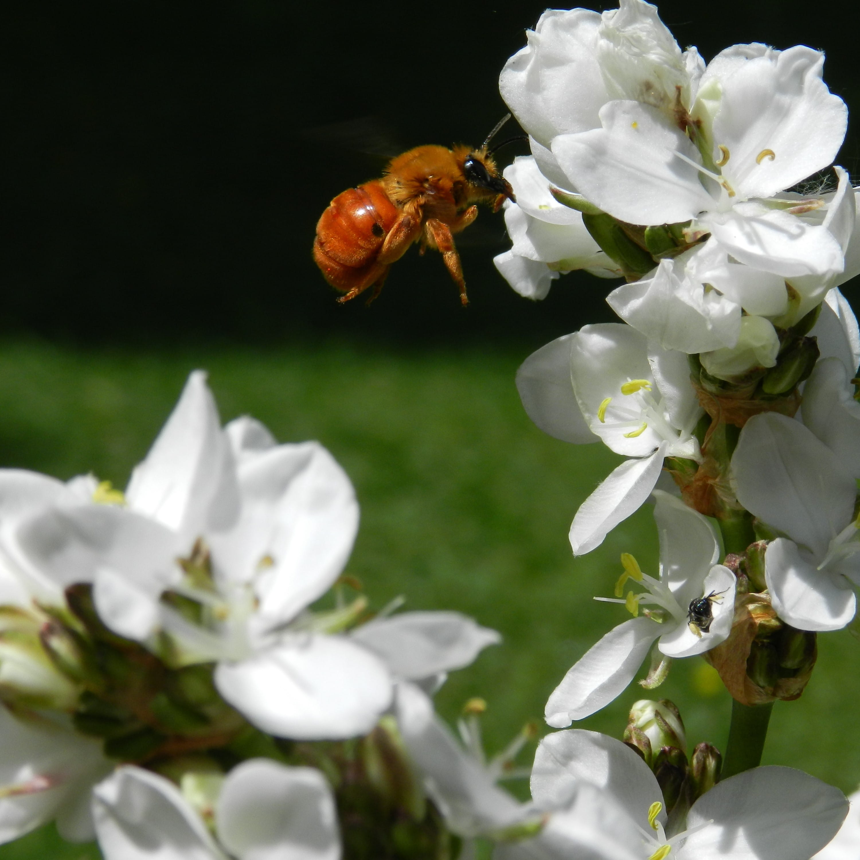 seasons, flor, valdivia, white color, pollination, springtime, abeja, vulnerability, inflorescence, animal themes, no people, blosson, flower, animal wildlife, Phone HD Wallpaper