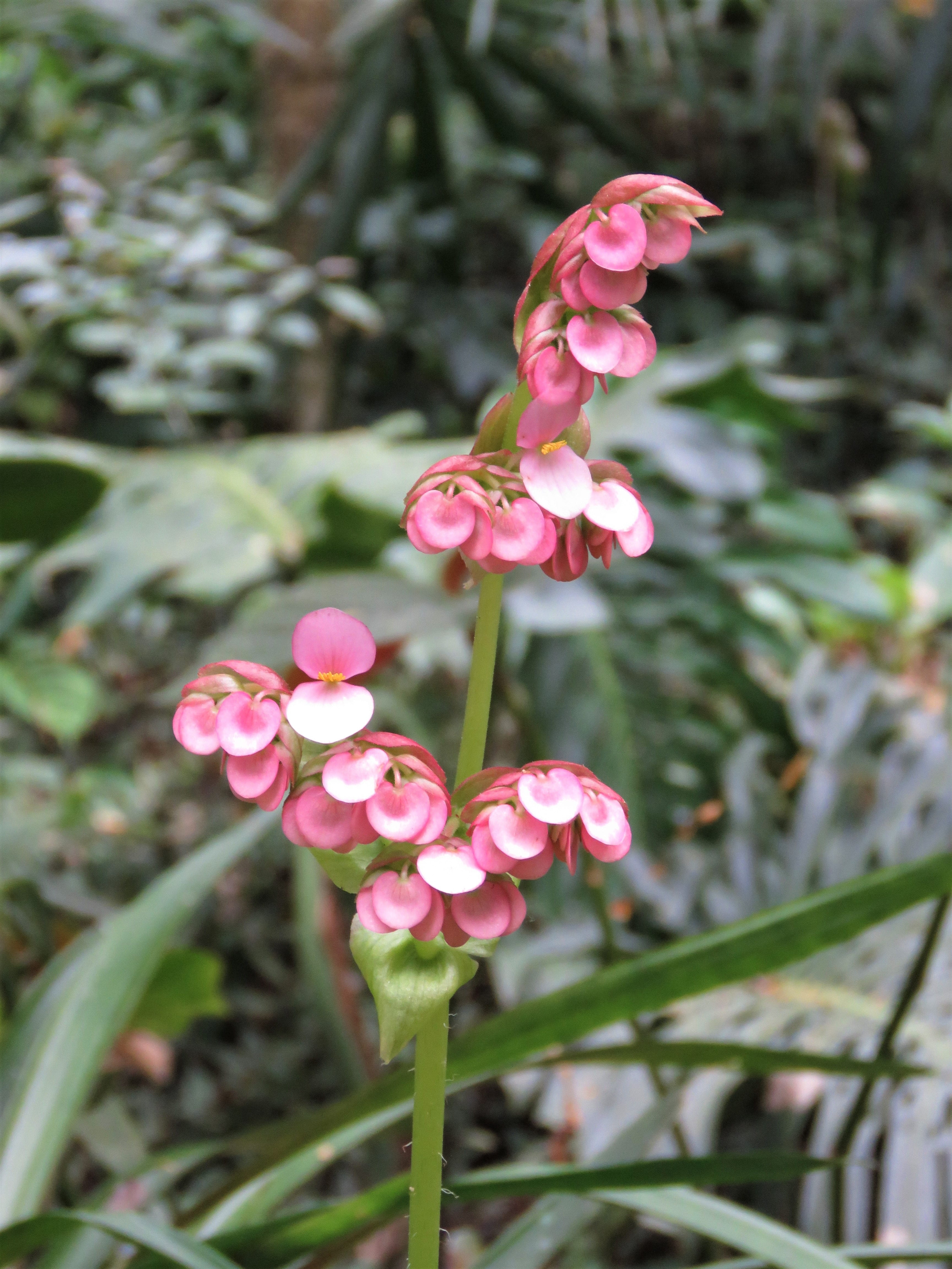 pink color, flower, outdoors, tropical flower, pink flower, nature, springtime, growth, petal, vulnerability, fragility, day, beauty in nature, inflorescence, Phone HD Wallpaper