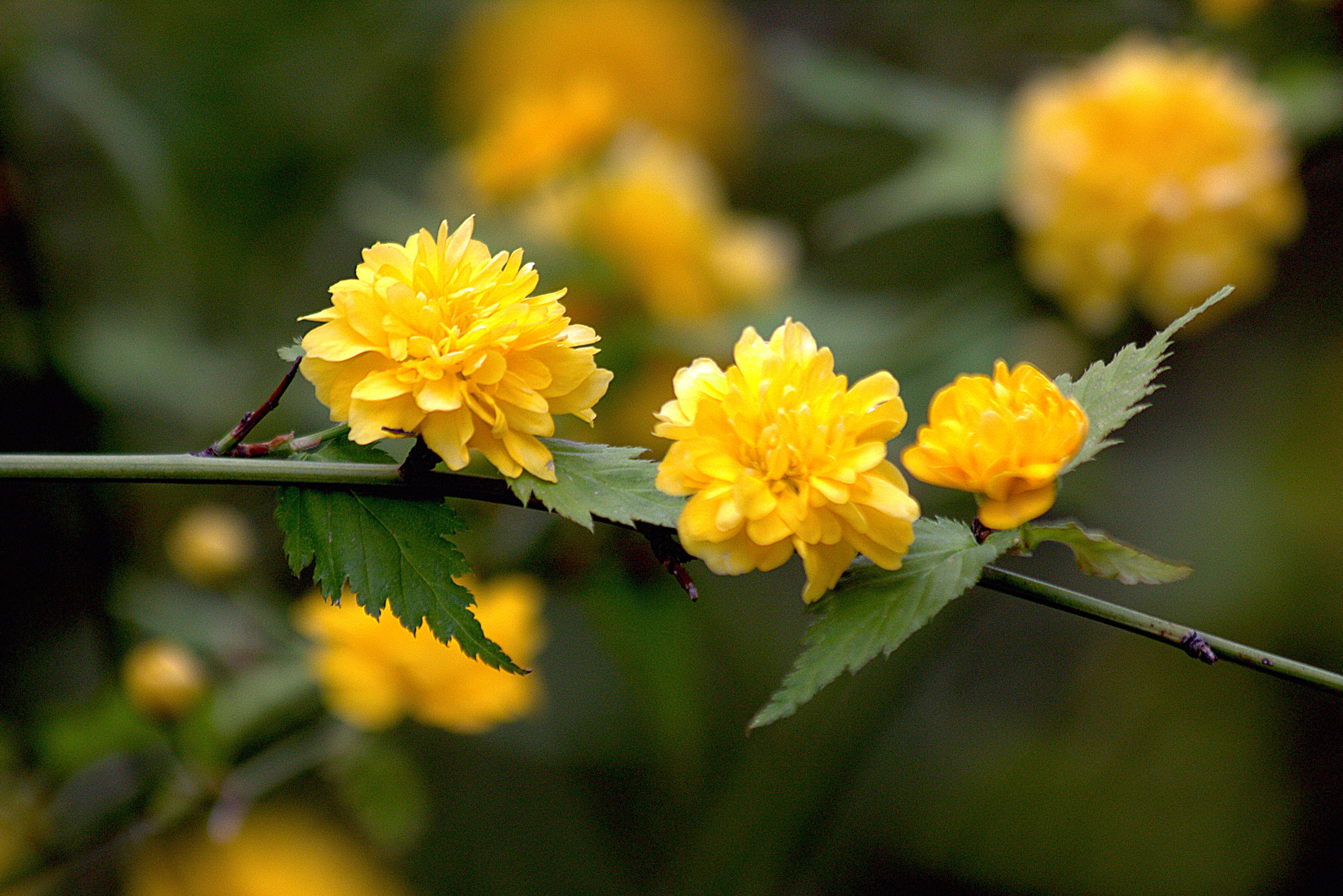 nature, libres, petaled, image, flower, pictures, yellow, kerria, plant, photo, globo, fotos, Malva, daytime, flower Head, Imágenes, petal, Kerria japonica, HD Wallpaper