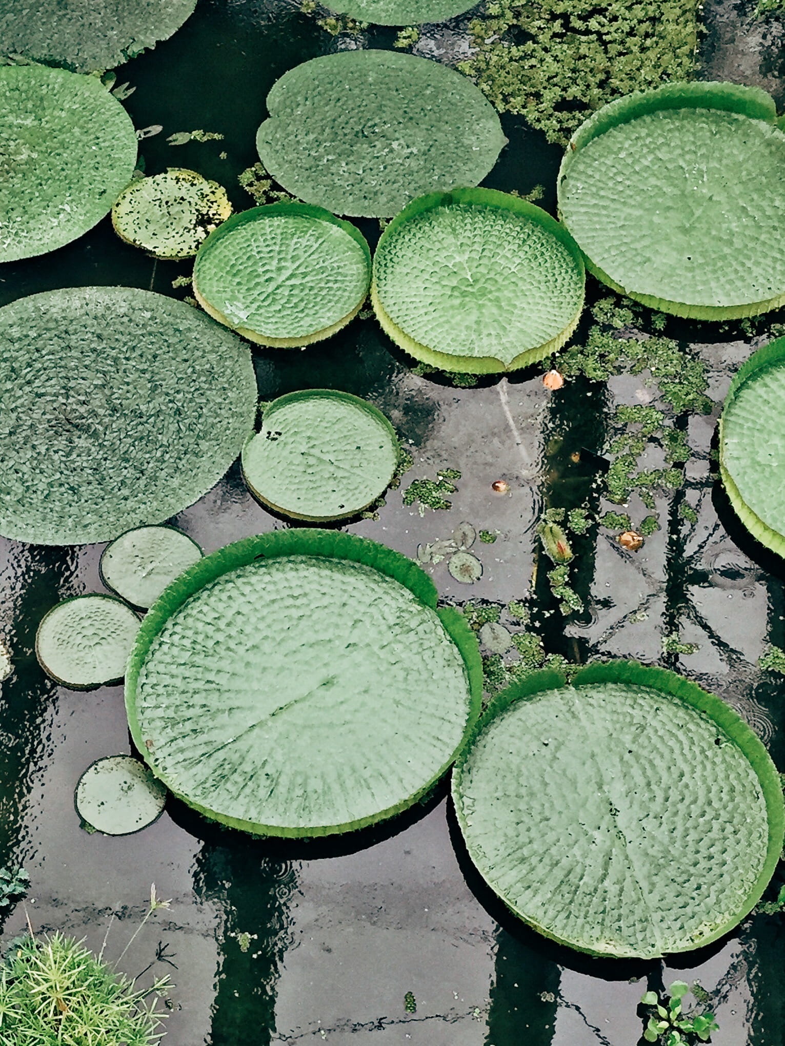 waterlily, reflection, green color, floating on water, italy, padua, shape, water, green, leaves, high angle view, province of padua, floating, leaf, plant part, Phone HD Wallpaper