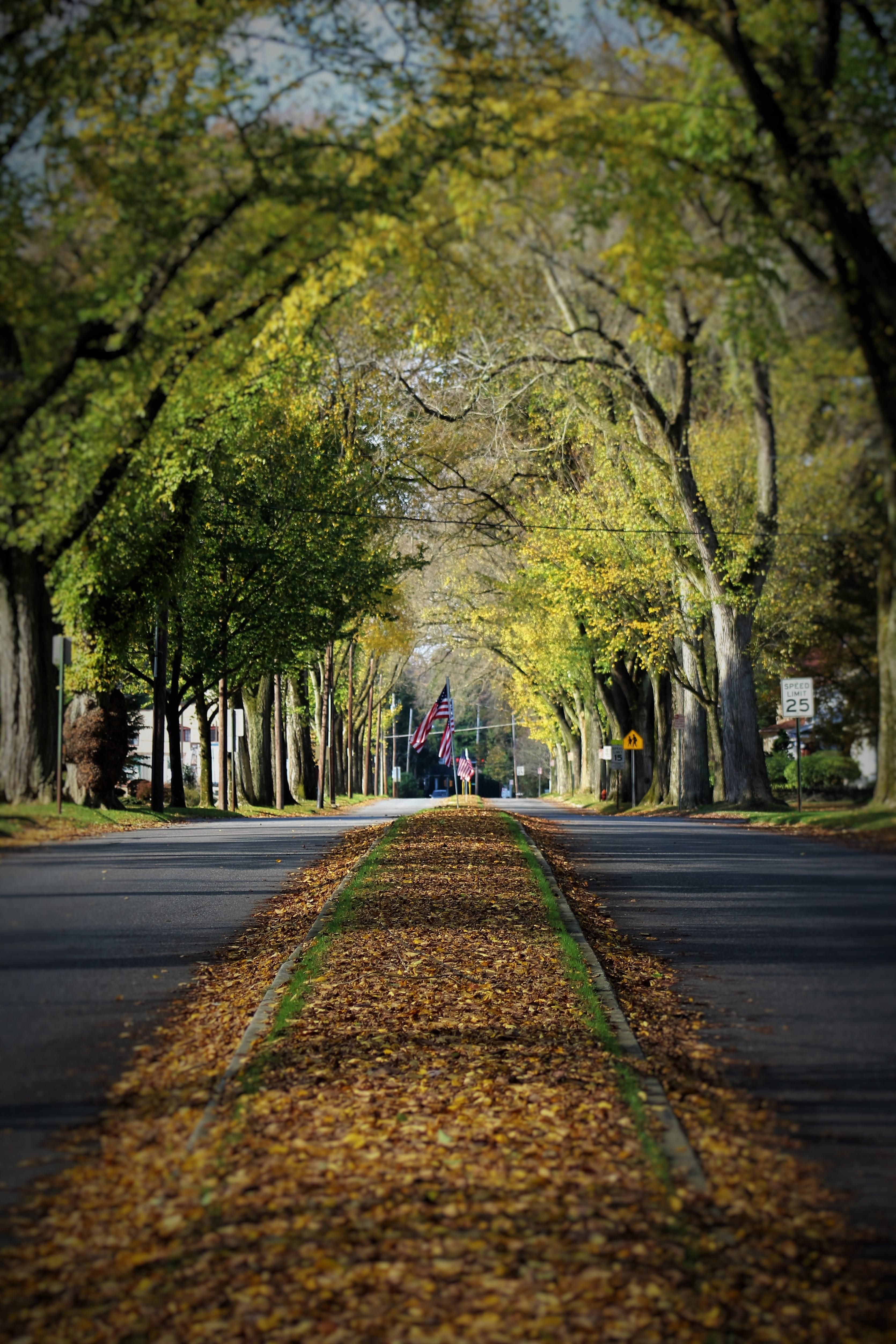 tree, surface level, transportation, day, architecture, surrounded, street, fall, paved, leaf, trees, dry leaves, park, the way forward, road, direction, Phone HD Wallpaper