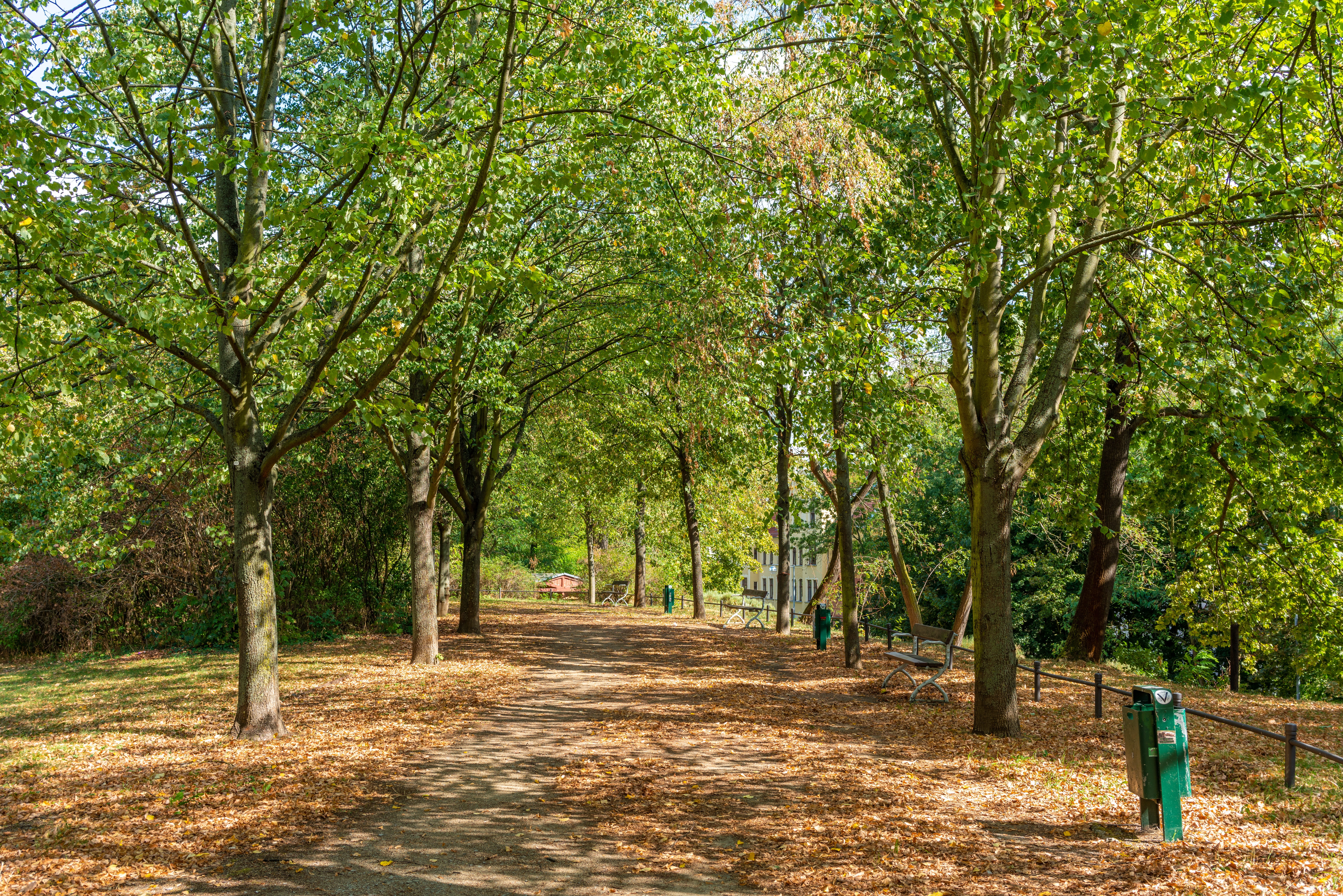 magdeburg, tranquility, park, growth, green, treelined, direction, footpath, walk, diminishing perspective, city, 8K, leaves, plant, no people, tranquil scene, HD Wallpaper