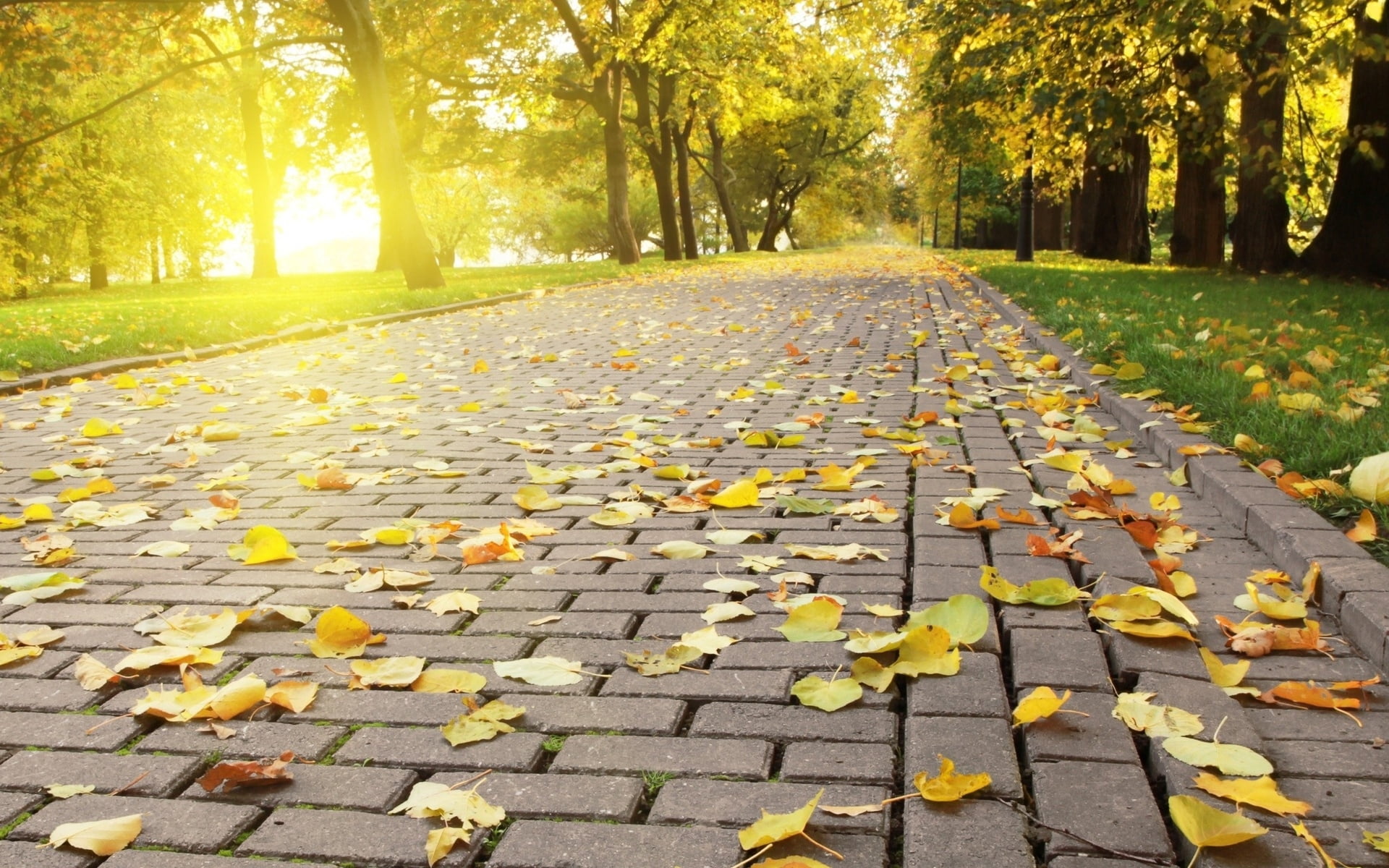 plant, autumn, day, brown, october, direction, change, diminishing Perspective, backgrounds, walking, sidewalk, orange Color, park, footpath, yellow, gold Colored, HD Wallpaper