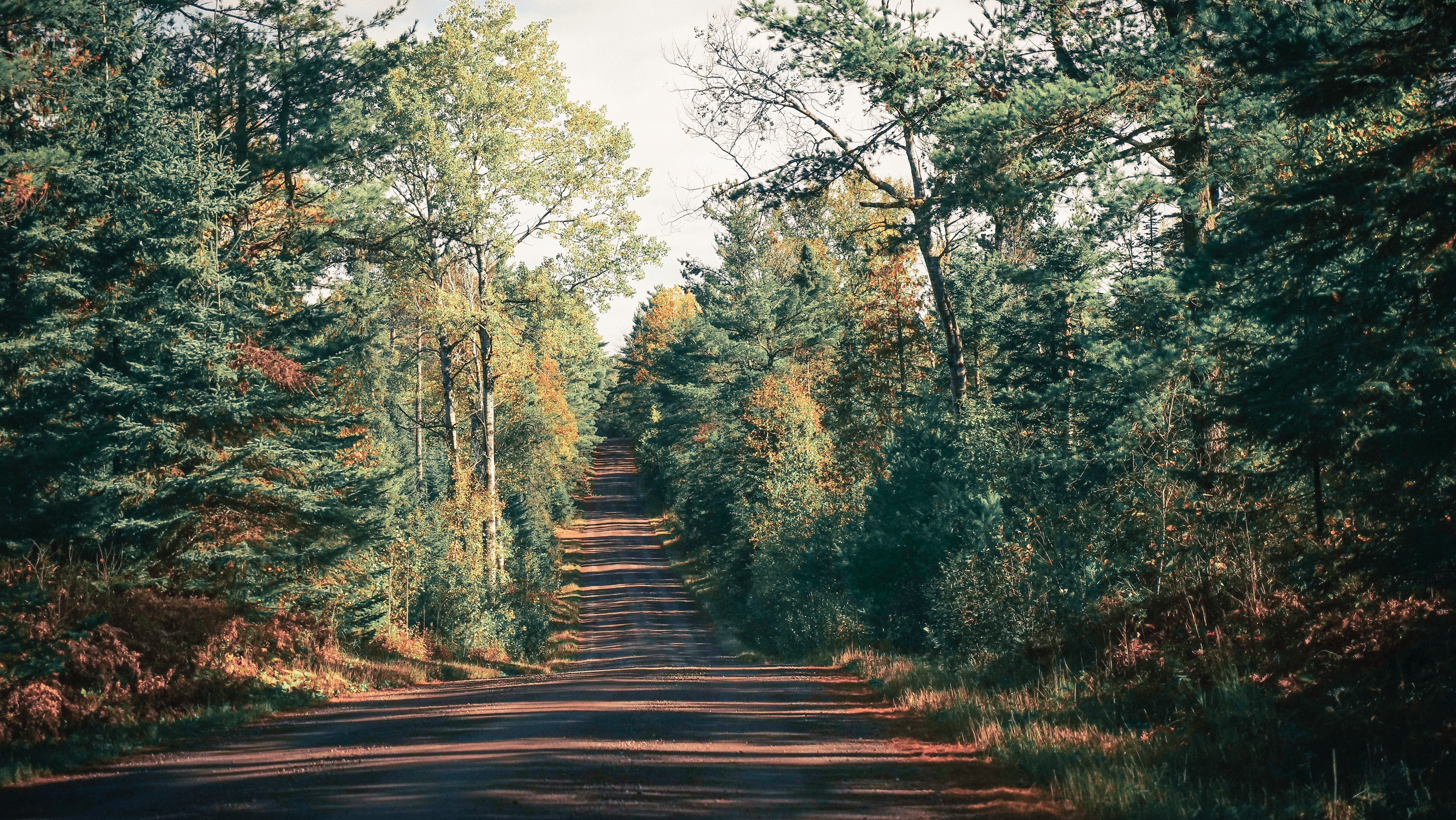branch, single Lane Road, no People, treelined, street, tranquility, green, growth, change, direction, non-Urban Scene, long, park - Man Made Space, land, HD Wallpaper