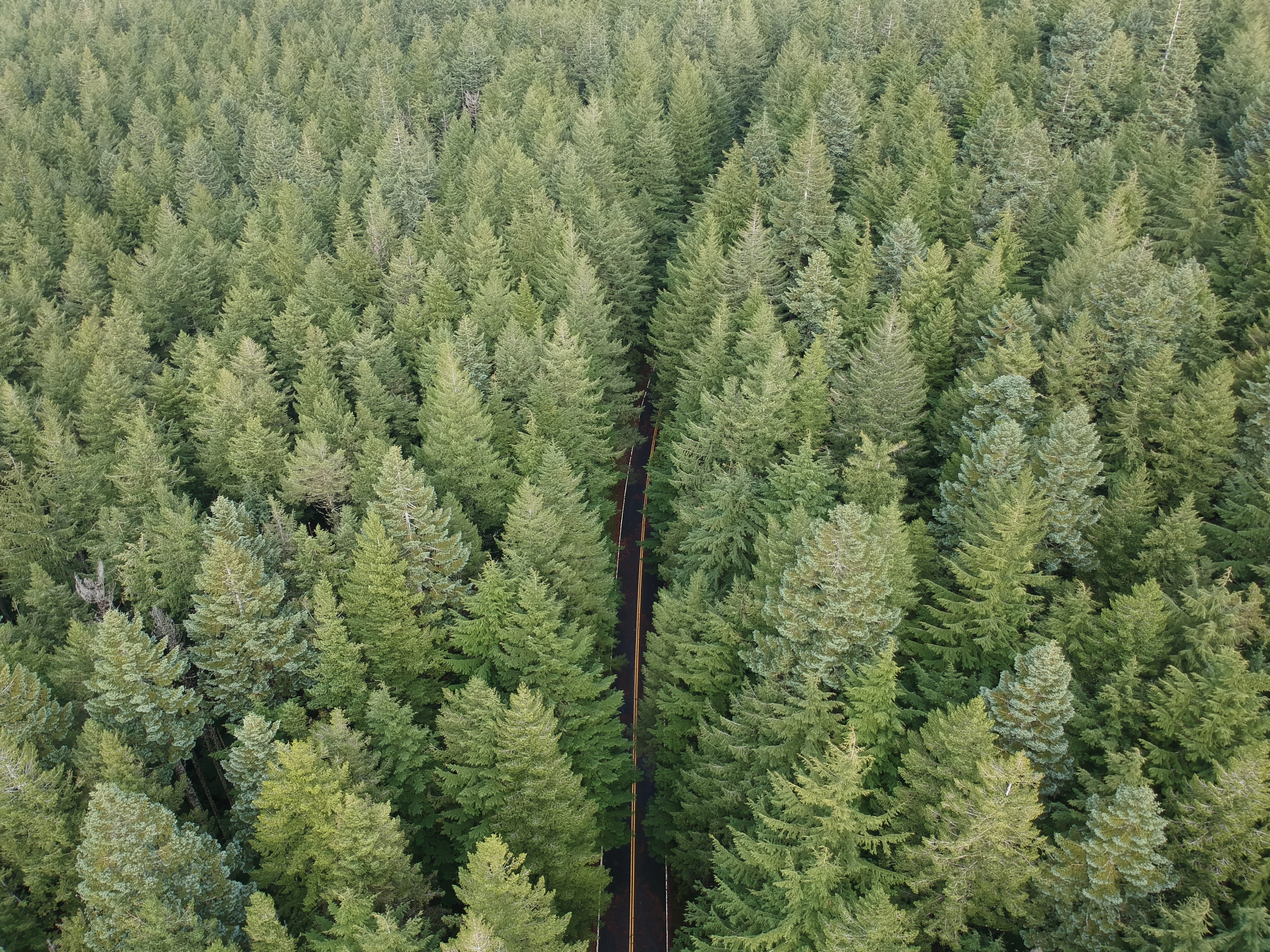 day, scenics - nature, northwest, fir tree, evergreen tree, wilderness, height, beauty in nature, foliage, river, tranquility, distance, columbia, state, HD Wallpaper