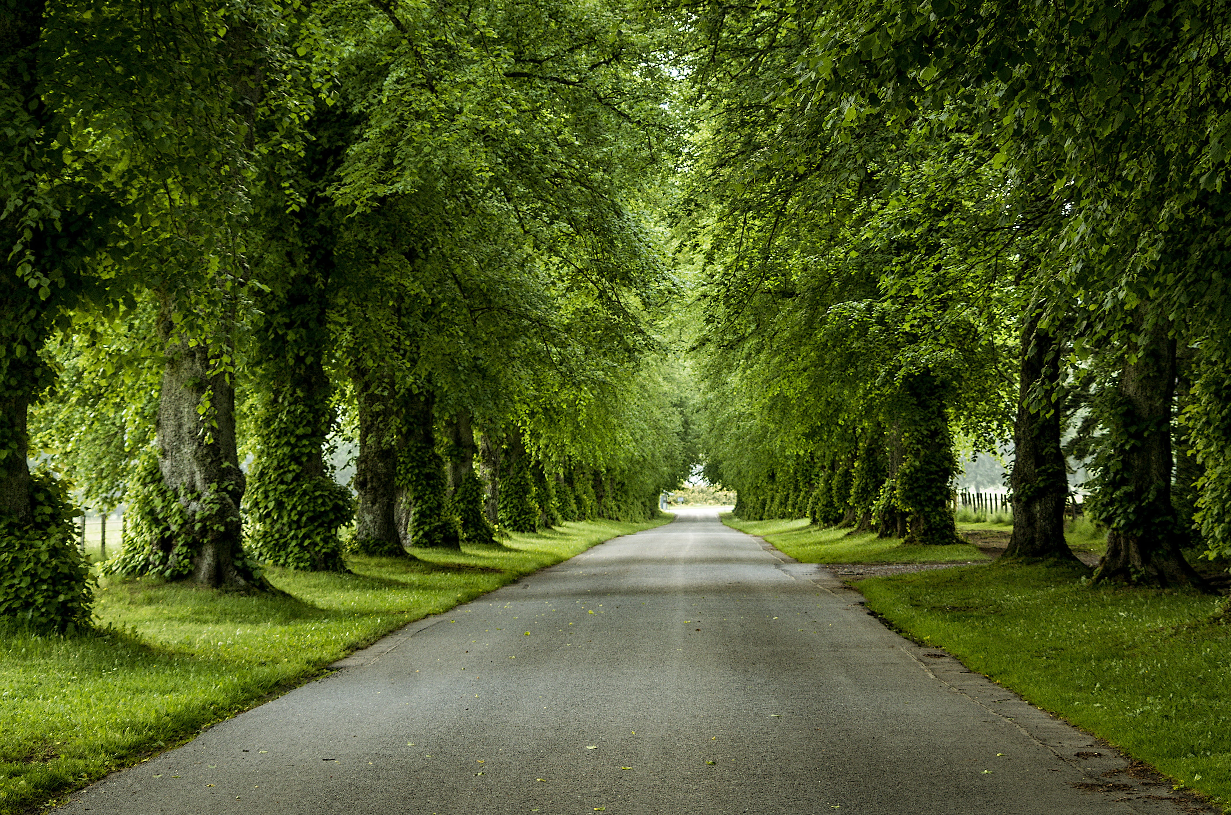 avenue, leaves, day, scenics - nature, diminishing perspective, away, park, no people, green color, blair castle, tree, outdoors, transportation, vanishing point, HD Wallpaper