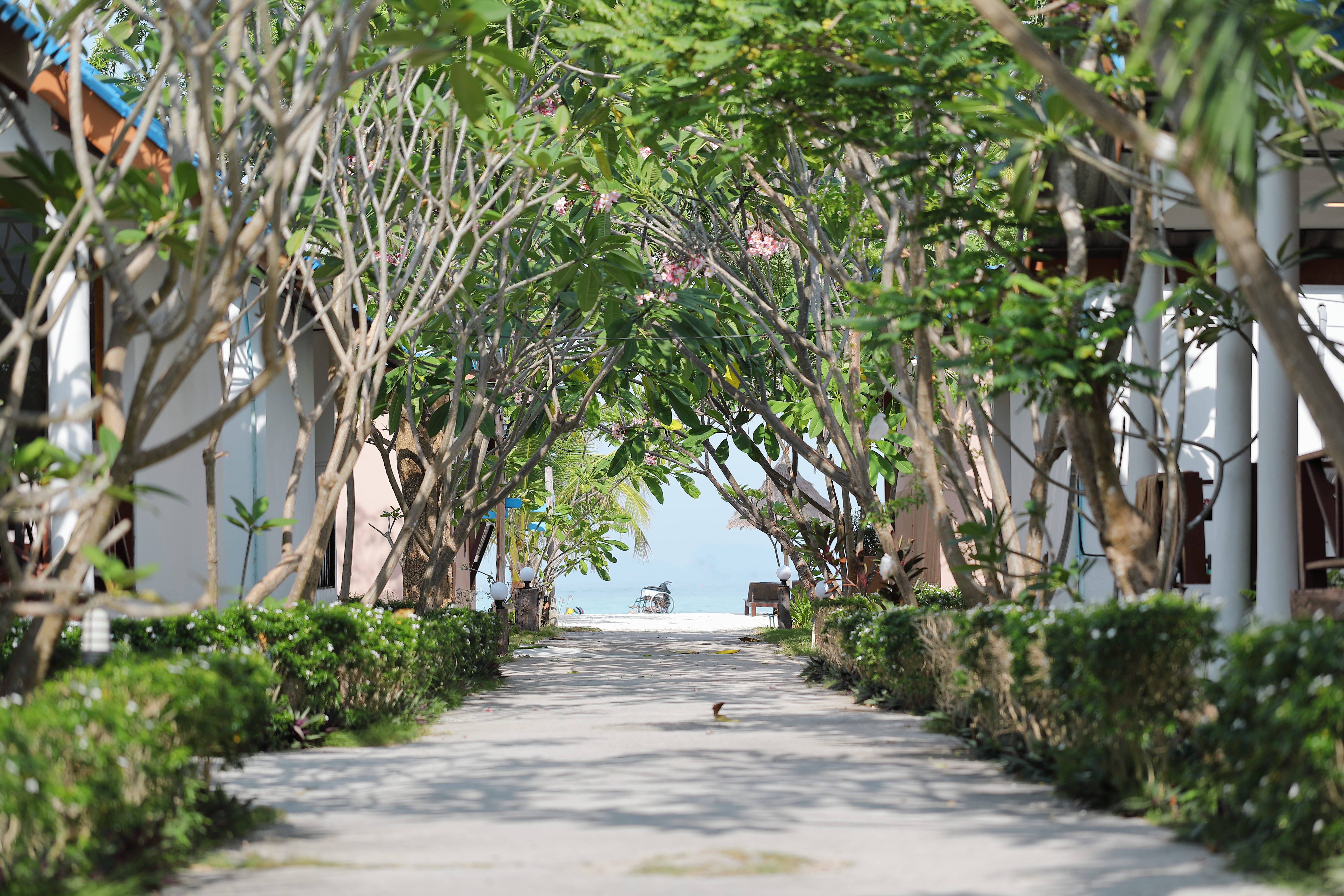 day, 5K, growth, long, vanishing point, patio, alley, footpath, plant, koh lipe, diminishing perspective, park, beauty in nature, tree, beach, the way forward, HD Wallpaper