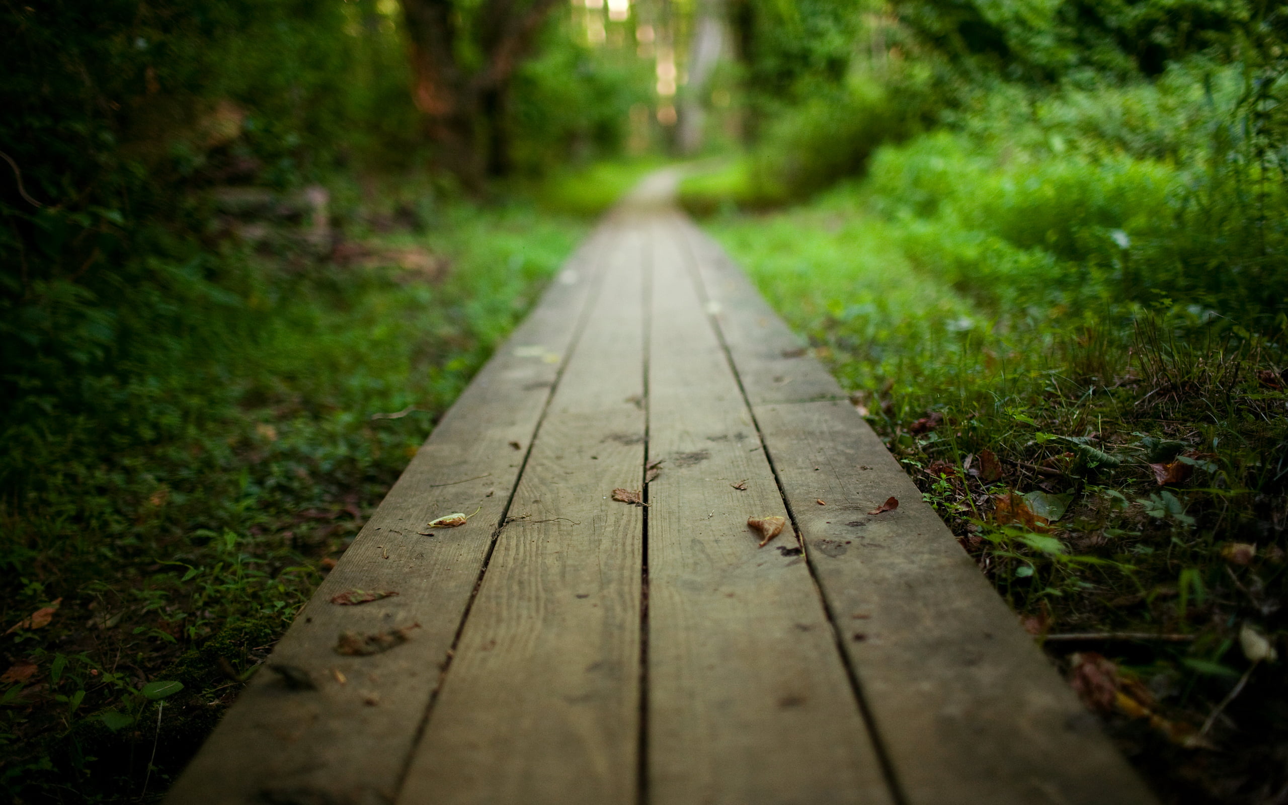 wood, old, the way, tranquility, footpath, surface level, sunlight, beauty In Nature, landscape, path, autumn, no People, transportation, selective focus, HD Wallpaper