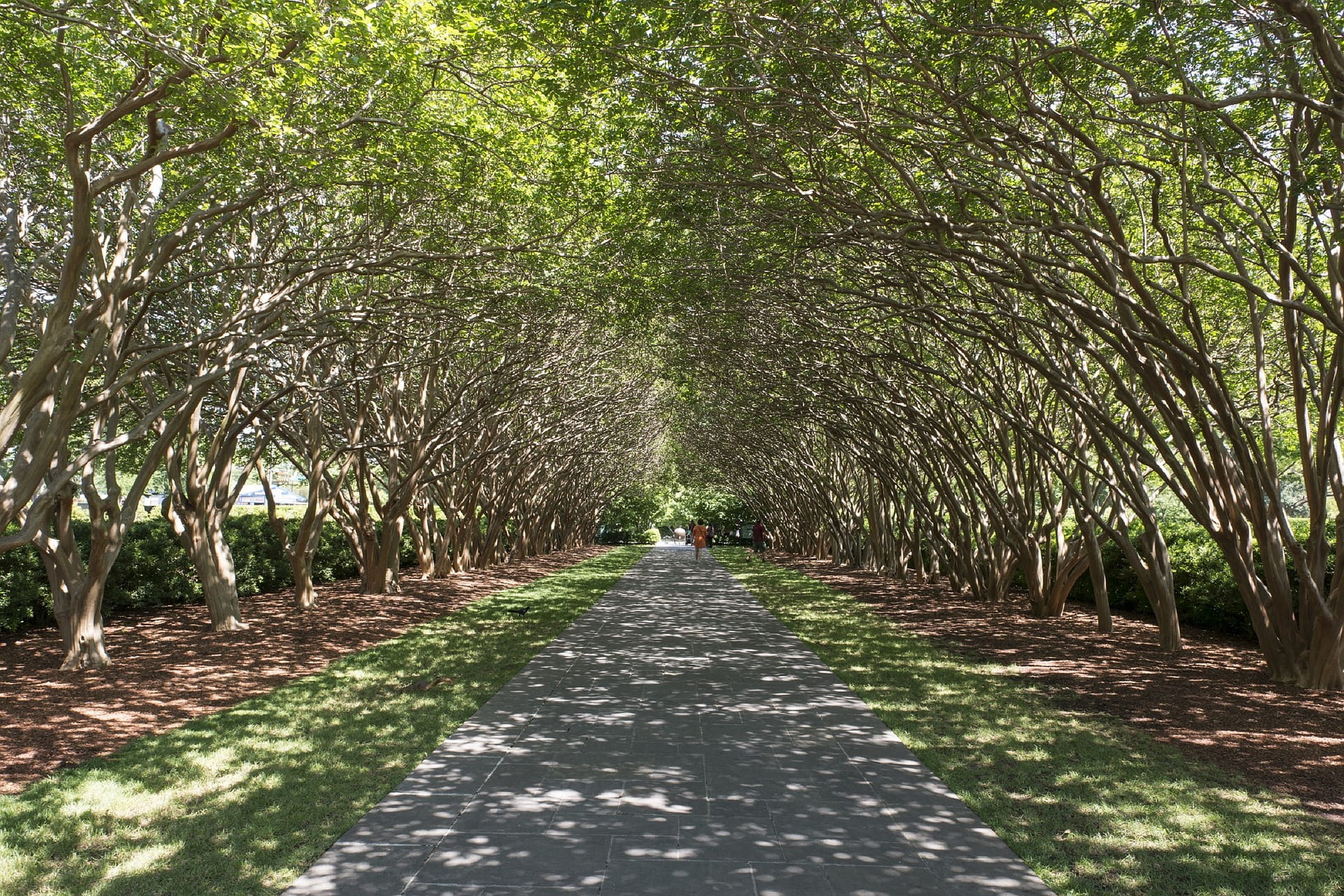 road, tree, path, nature, bunch, 1080P, pathway, incidental people, tree canopy, park, the way forward, transportation, park - man made space, route, beauty in nature, HD Wallpaper