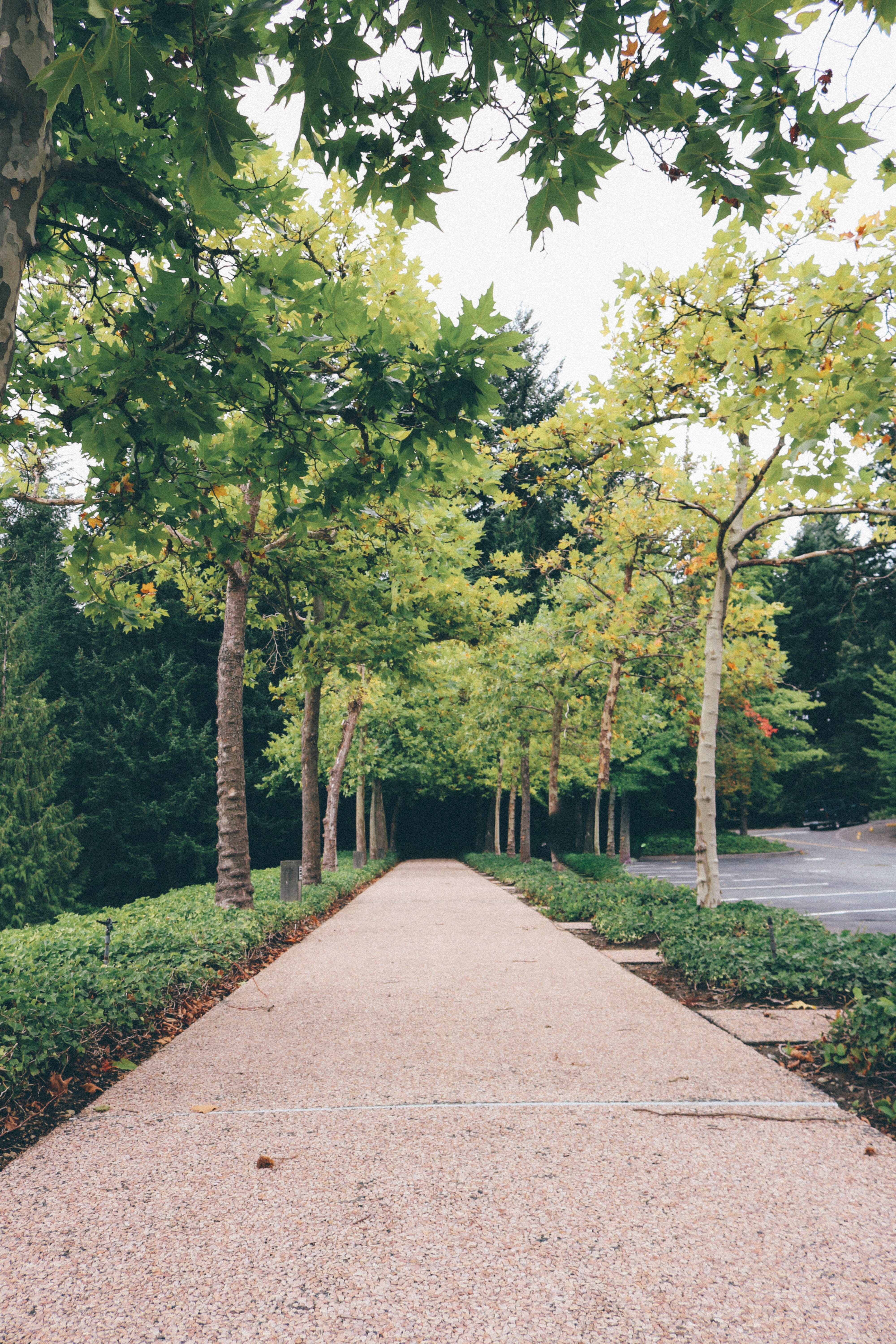 Trees, park - man made space, Nature, grass, growth, outdoor, park, summer, direction, the way forward, footpath, green, day, no people, outdoors, treelined, Phone HD Wallpaper