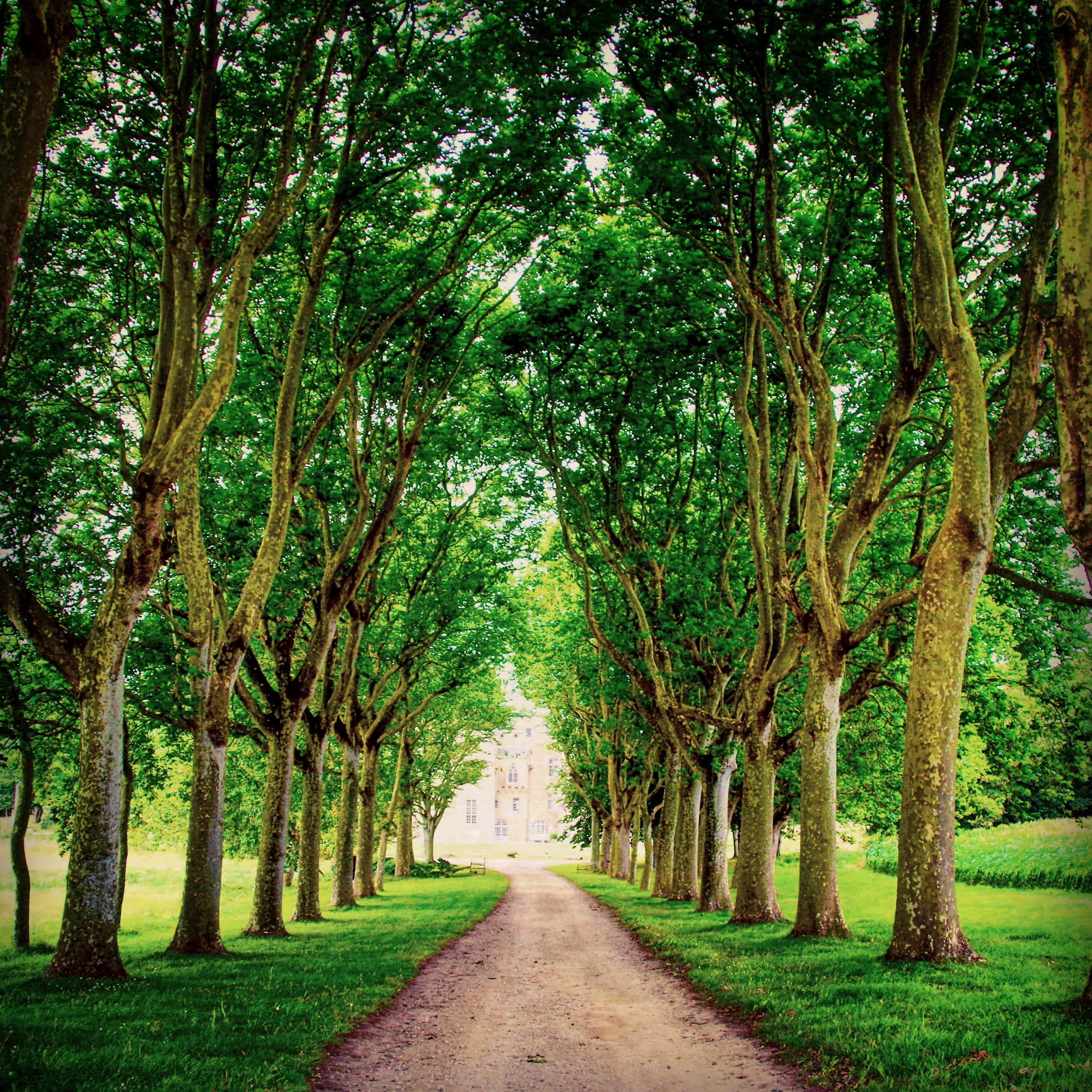 trees, beauty in nature, Brittany, Castle, treelined, stone, France, road, middle ages, past, transportation, 2K, green color, growth, trunk, tree canopy, Phone HD Wallpaper