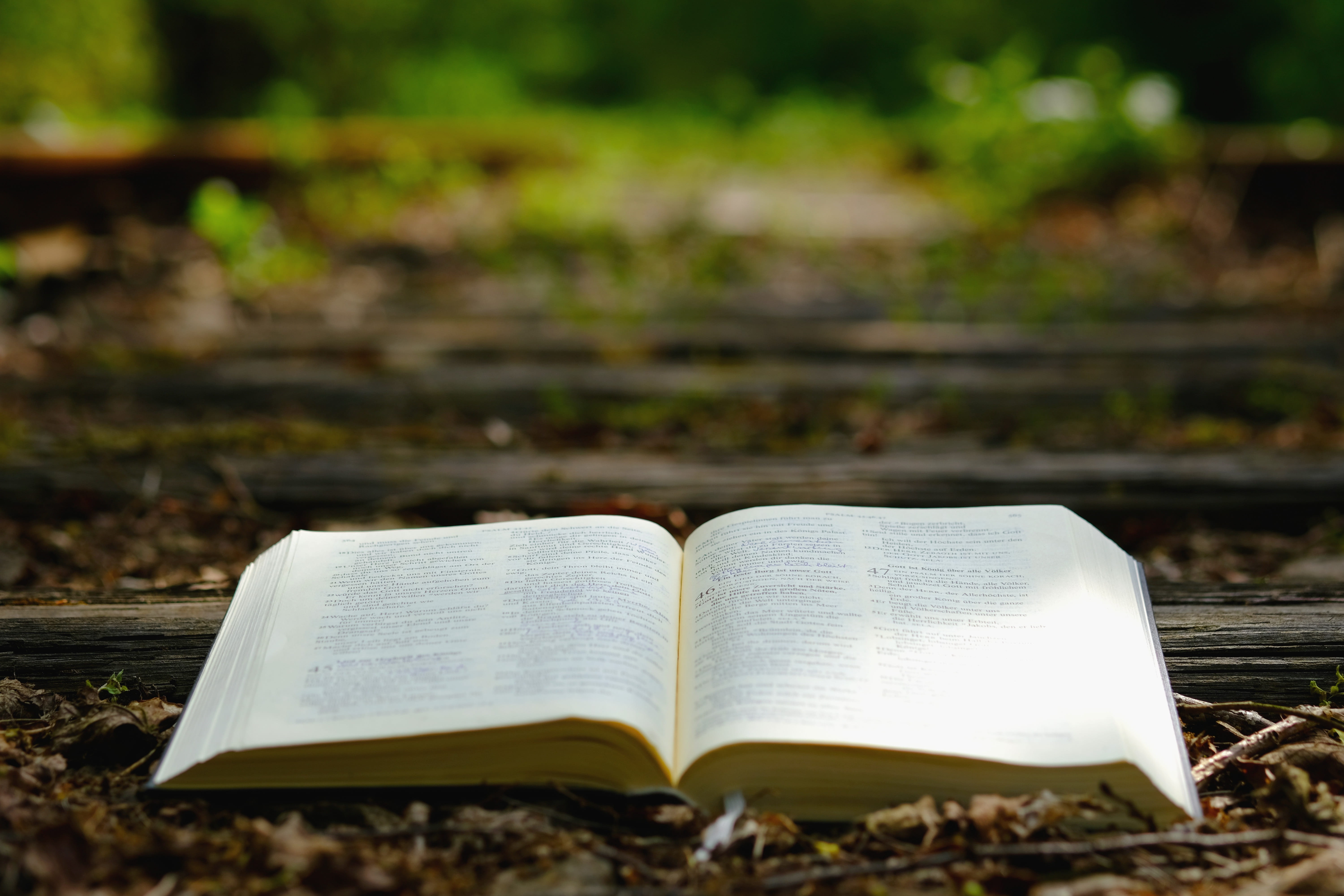 seemed, dead wood, publication, old track, religion, belief, dry wood, open, outdoors, day, spirituality, bible, opened, background, embassy, grain, literature, HD Wallpaper