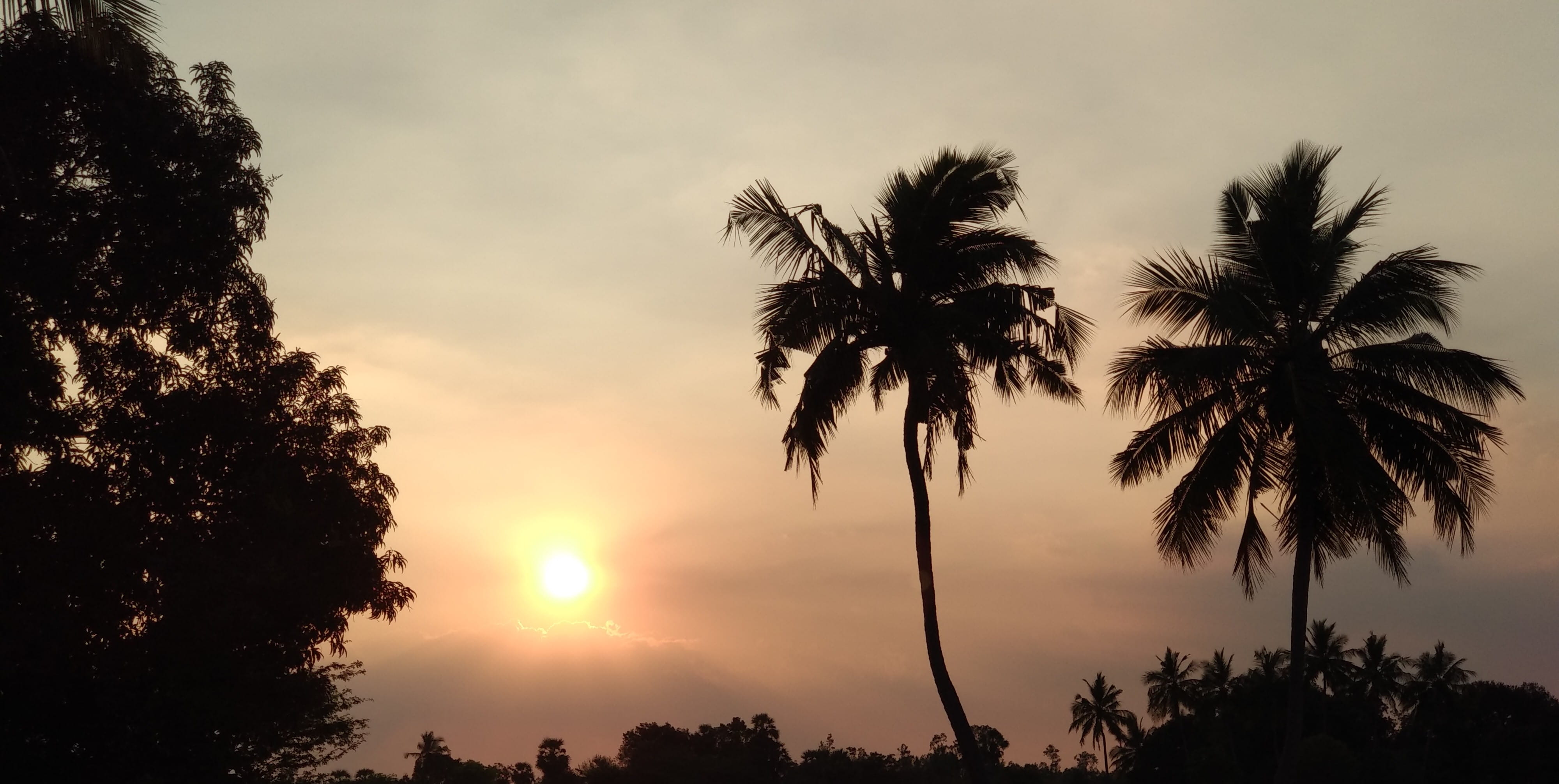 flare, sunset, no people, beauty in nature, plant, india, orange color, sky, silhouette, tree, tranquil scene, arecaceae, sunlight, outdoors, growth, 4K, HD Wallpaper