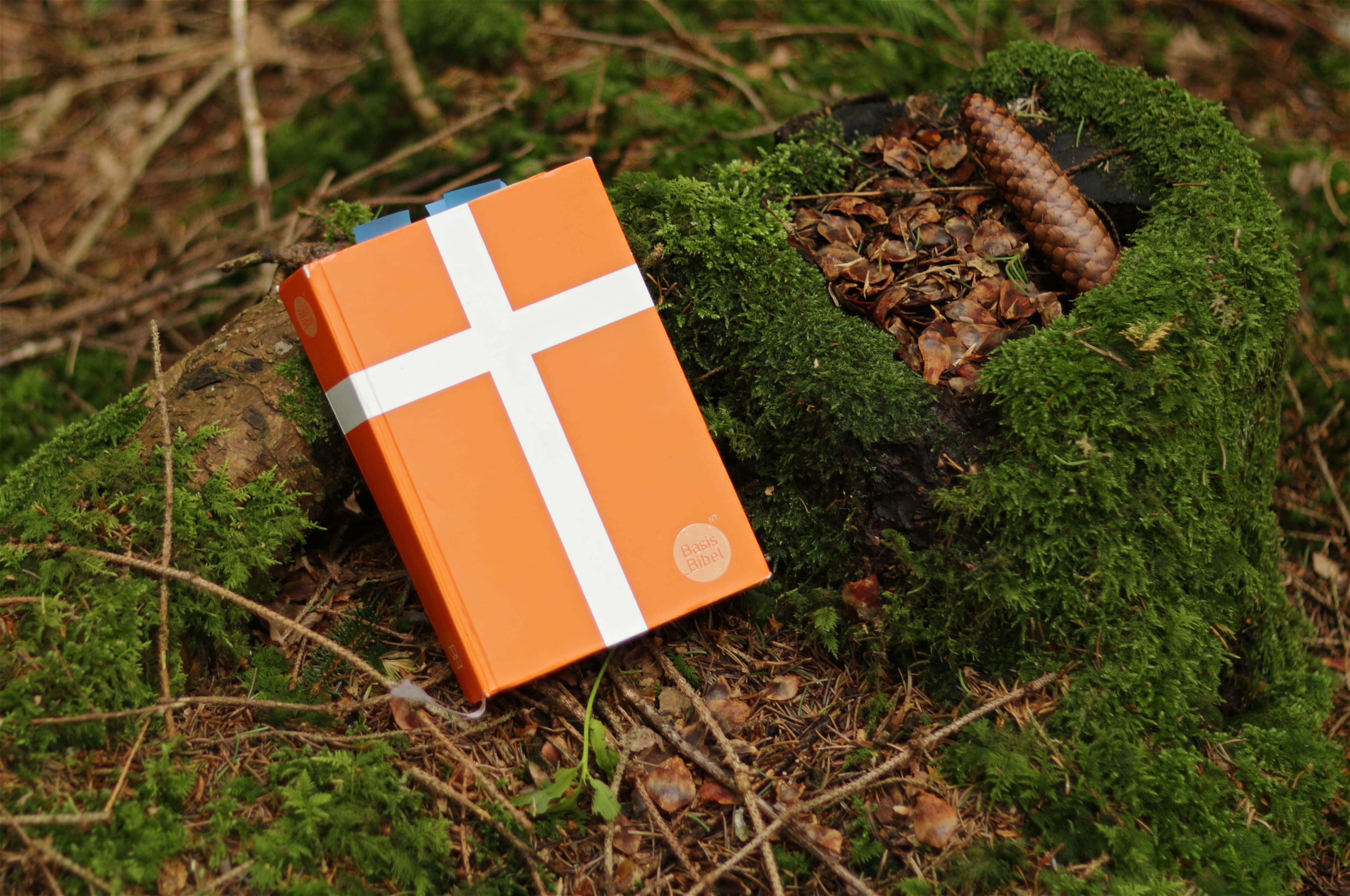 forest, plant, no people, patriotism, outdoors, communication, bibel, leaf, book, flag, focus on foreground, grass, psalm, note, green color, bible, verse, HD Wallpaper