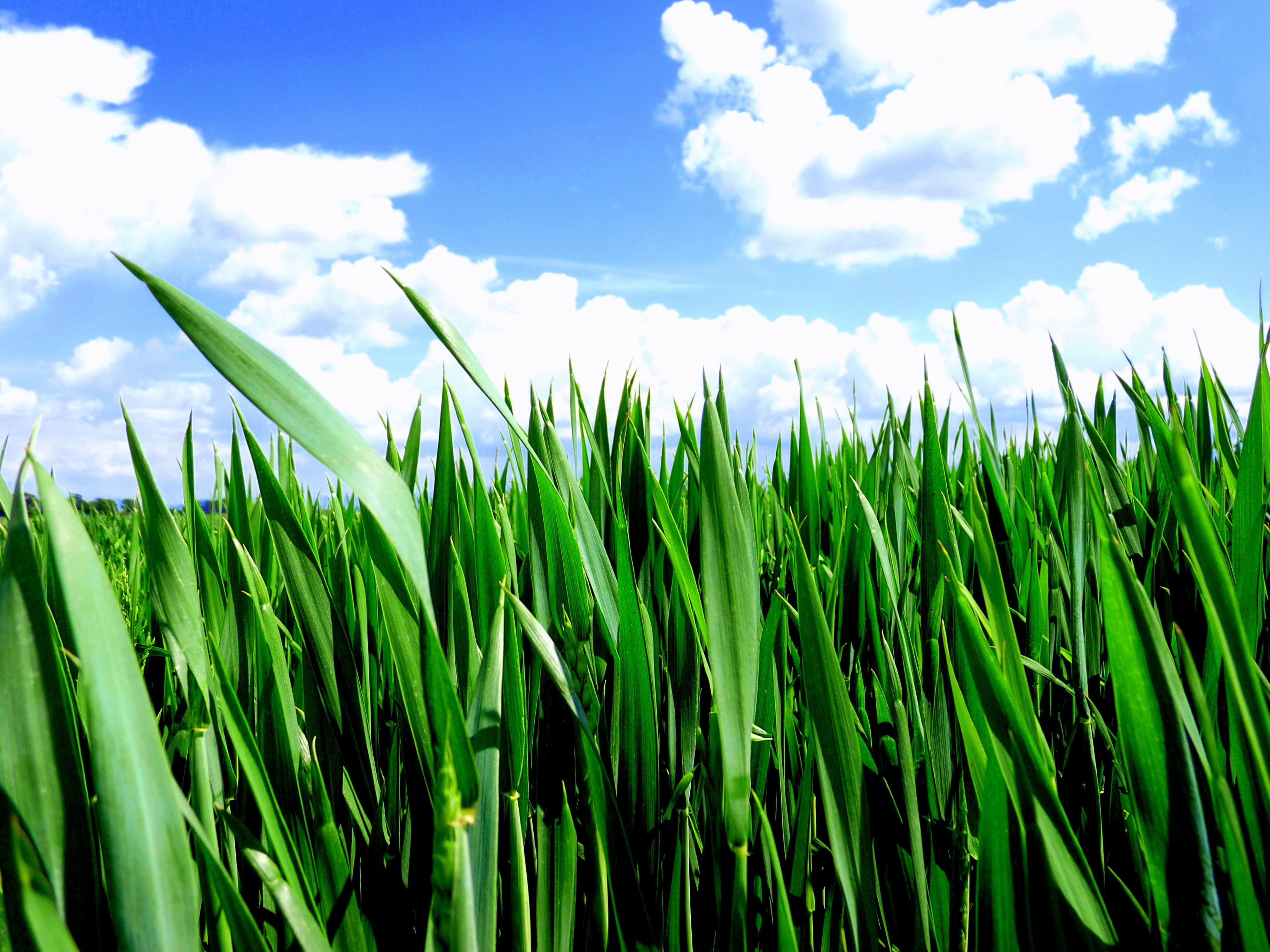 grass, freshness, plant, sky, agriculture, growth, Brasov, Romania, in the Morning, cloud - Sky, green Color, Blue  Grass, Wheat, Thanks, blue, field, springtime, HD Wallpaper
