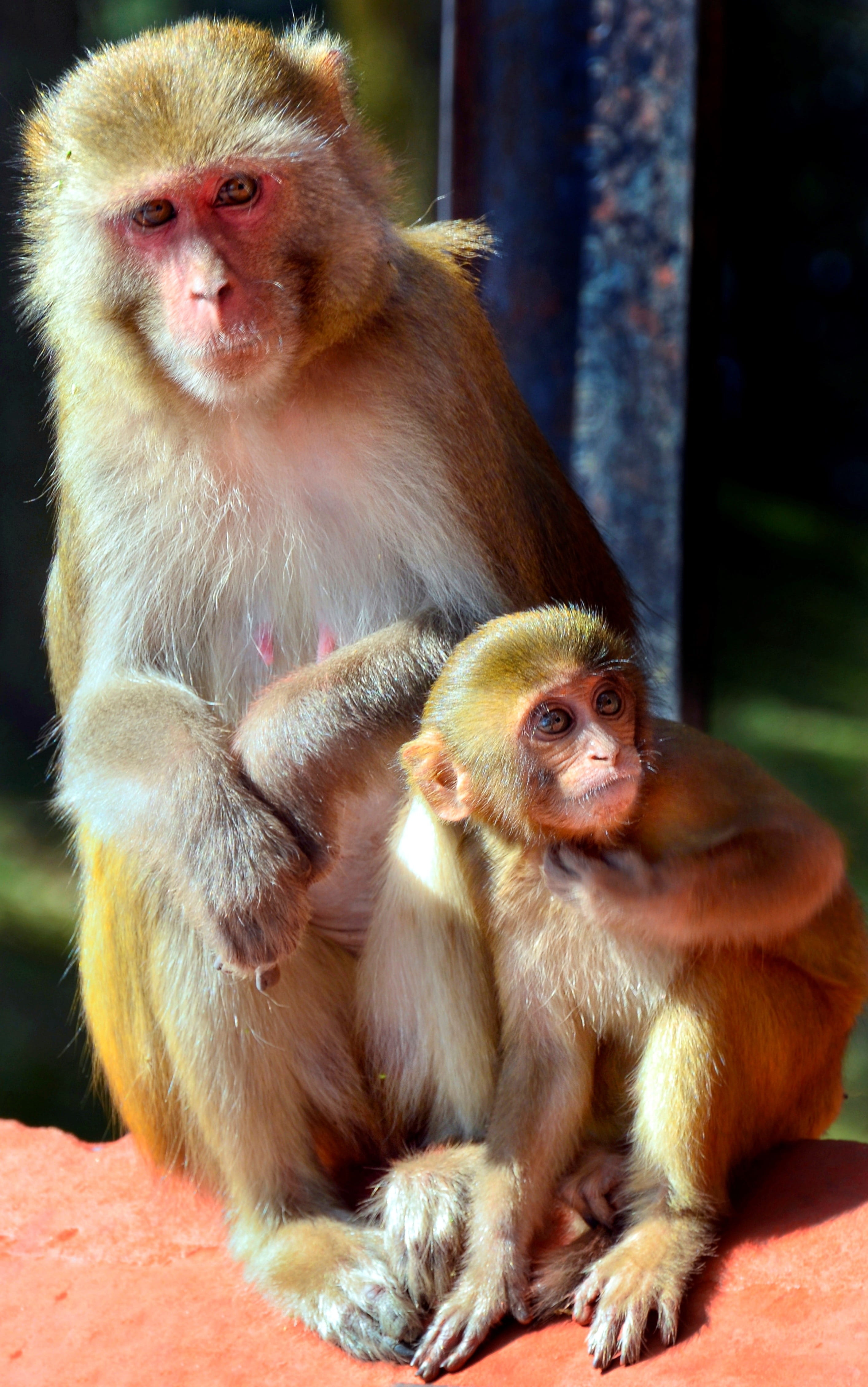 two animals, wild, female animal, young animal, chimpanzee, care, 4K, sitting, no people, macaque, animal wildlife, baby, group of animals, india, togetherness, Phone HD Wallpaper