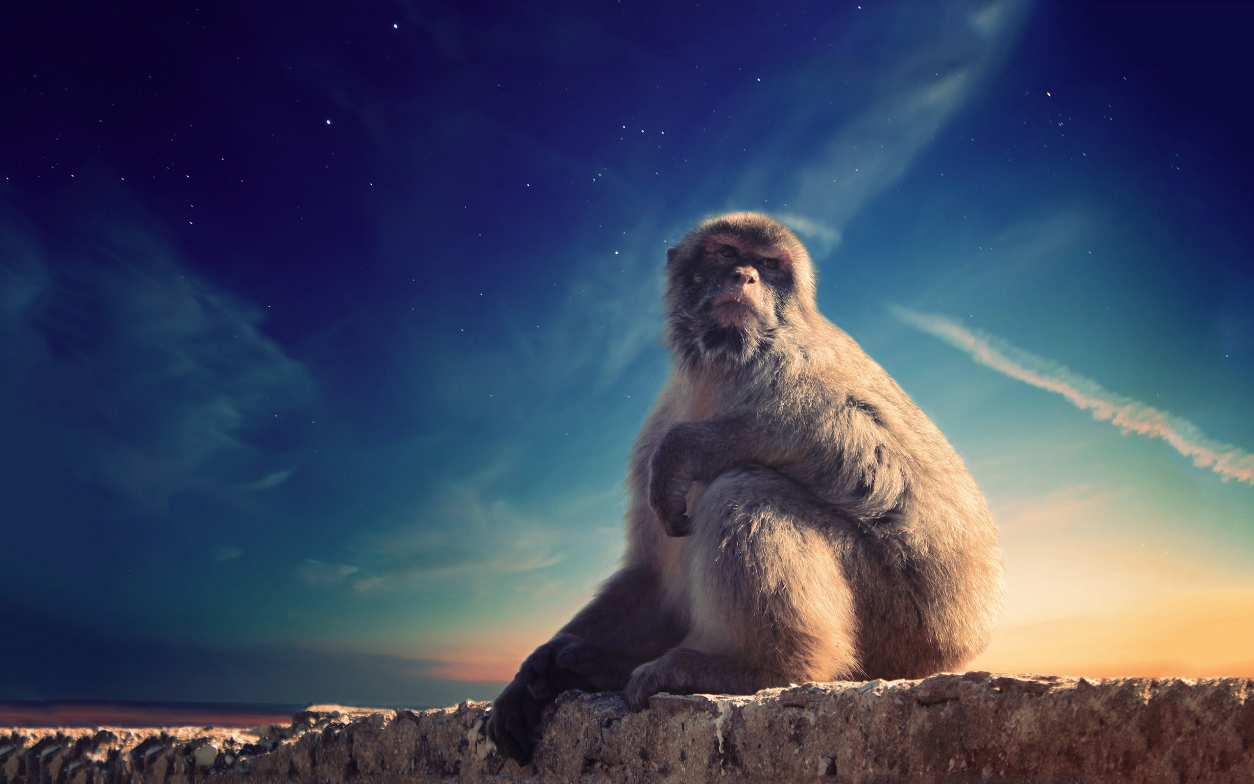 mammals, monkey, animals, 2K, HD Wallpaper