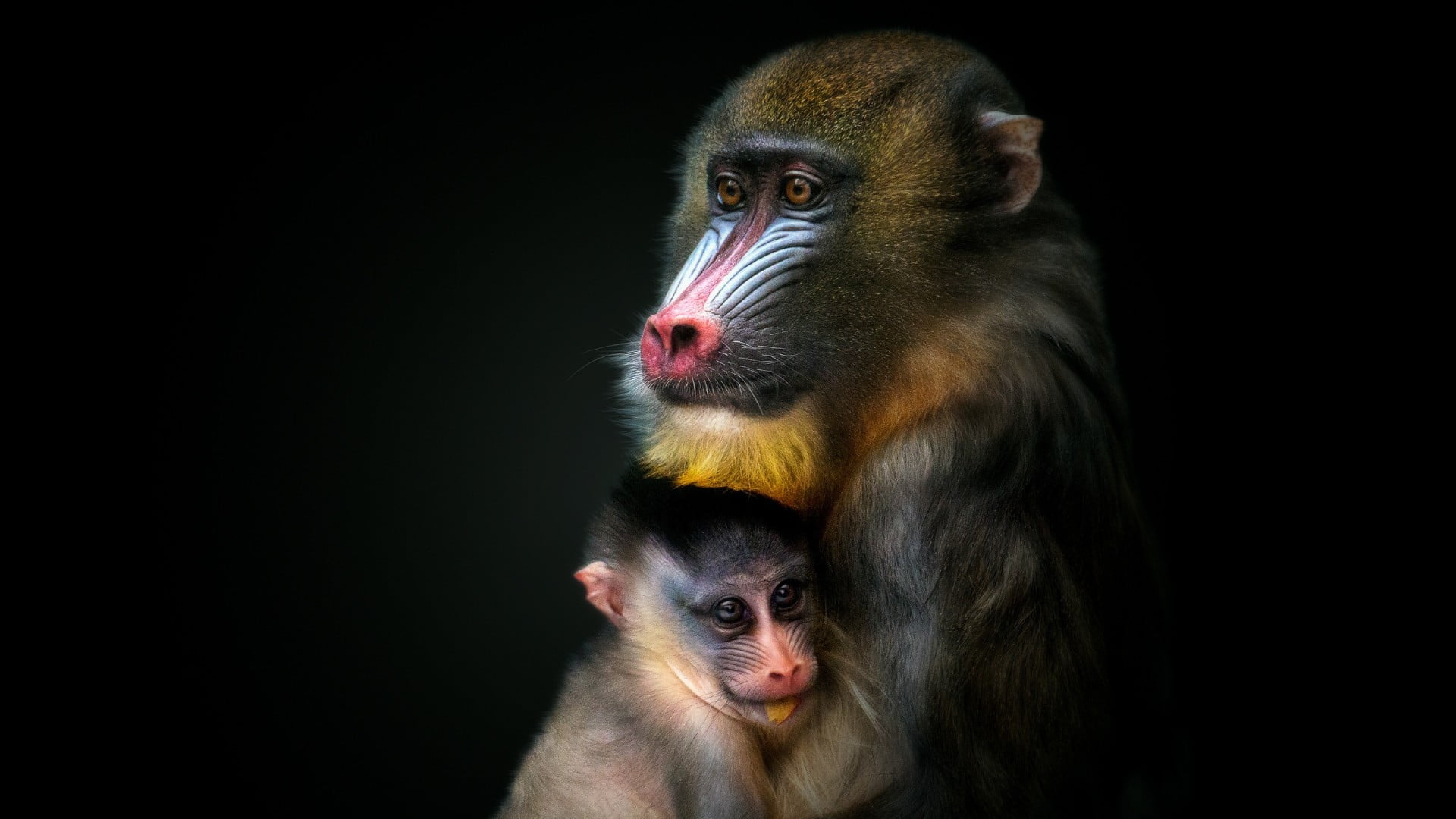 wild animal, monkey, animals in the wild, cub, animal wildlife, animal head, focus on foreground, 1080P, looking away, group of animals, no people, mammal, HD Wallpaper