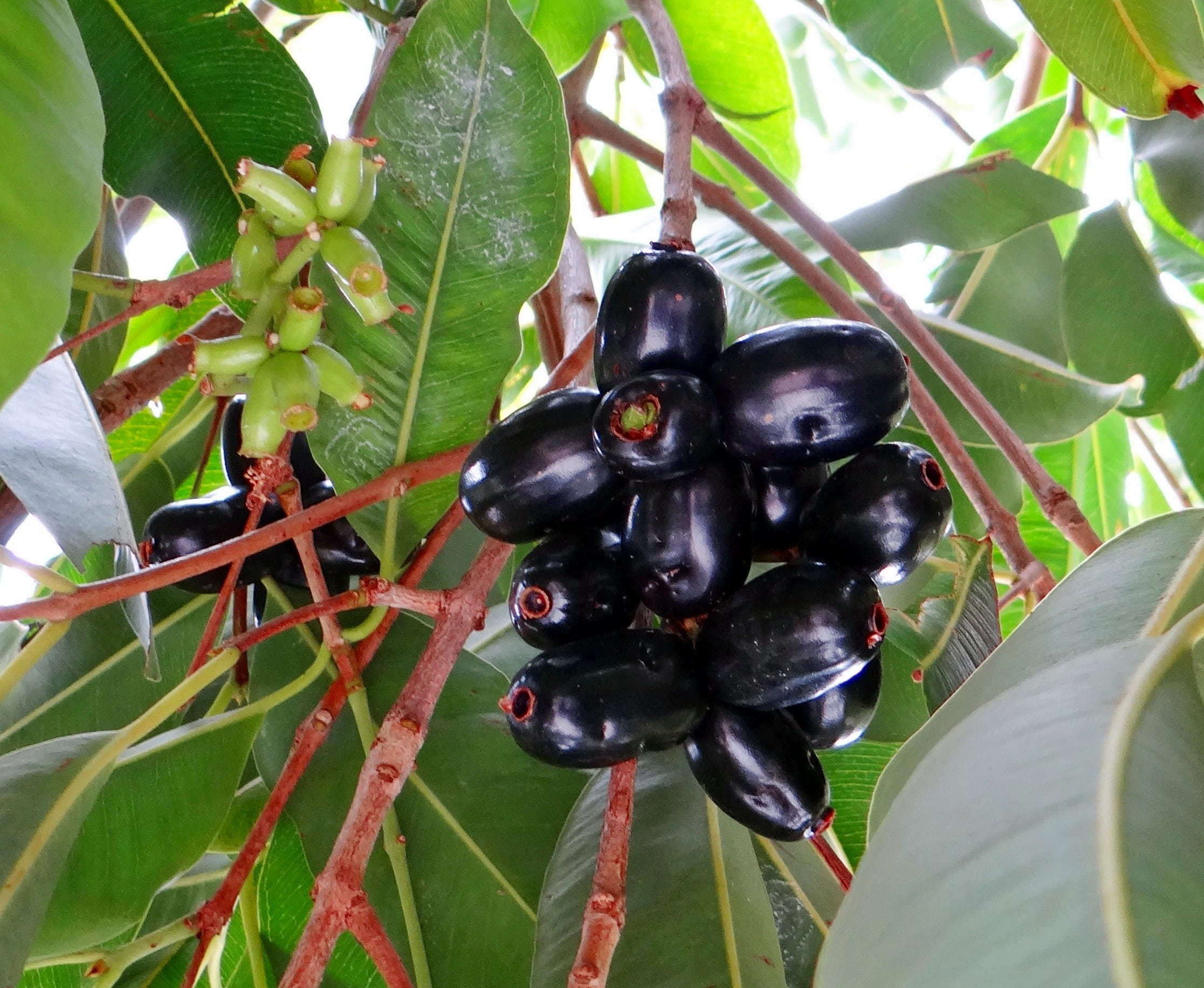 fruits, plant part, no people, jamun, 1080P, growth, blackberry, berry fruit, food and drink, green color, leaf, india, healthy eating, tropical, day, HD Wallpaper