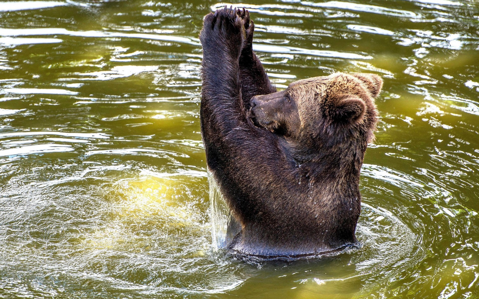 one animal, river, swimming, ripples, bear, animal themes, animal, animals, day, animal wildlife, nature, outdoors, mammal, wet, bears, water, no people, HD Wallpaper