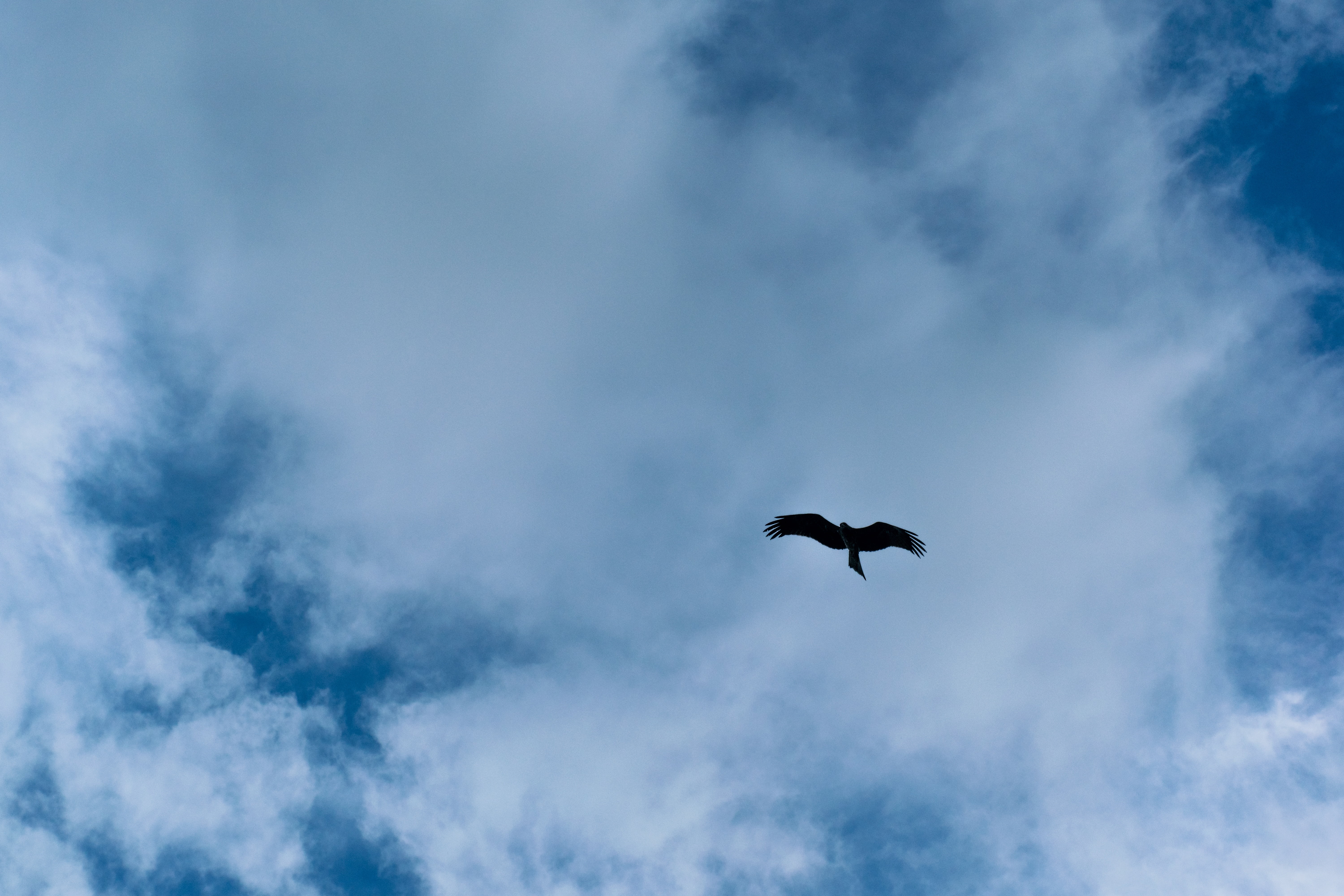 nature, animal themes, weather, outdoors, beauty in nature, no people, animal, gloomy, sky, instasky, mid-air, lookup, vertebrate, blue, instagood, skyback, HD Wallpaper