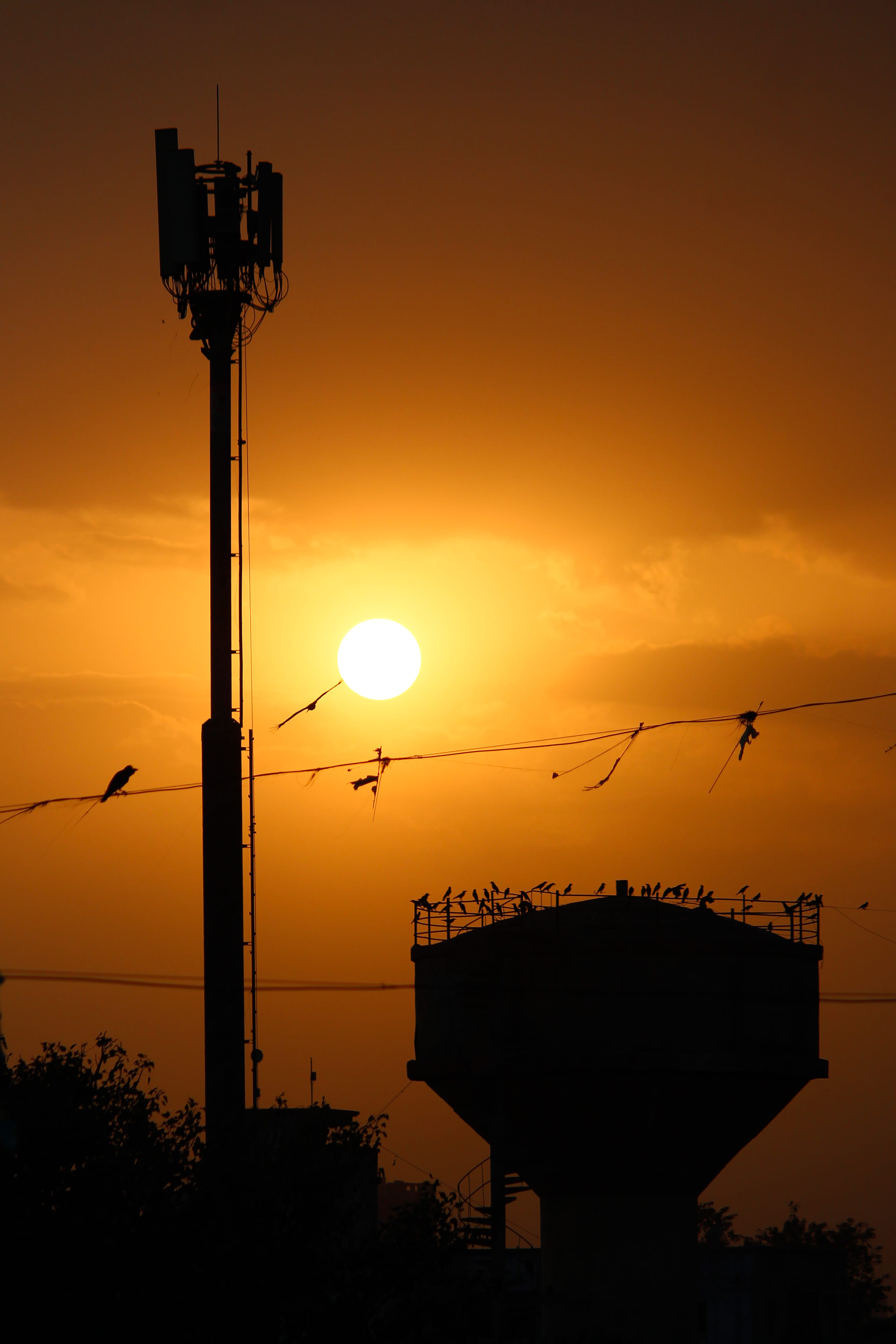 spire, street, sunset, vertebrate, animals in the wild, orange color, lighting equipment, nature, bird, no people, steeple, dusk, architecture, building exterior, Phone HD Wallpaper