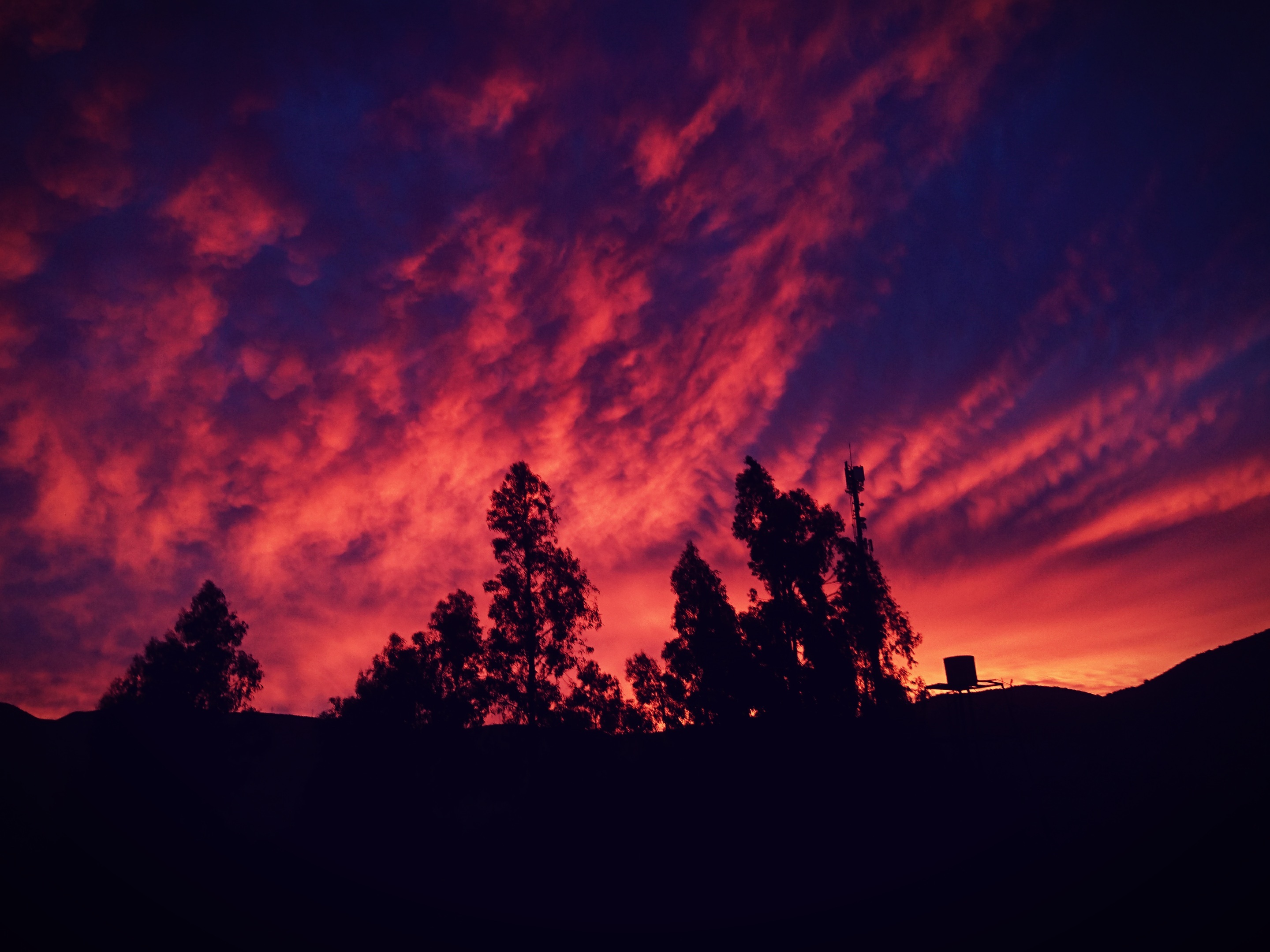 scenics - nature, amazing, environment, coniferous tree, morning, beautiful, sun, non-urban scene, sunset, instasky, pretty, outdoors, tranquil scene, clouds, HD Wallpaper