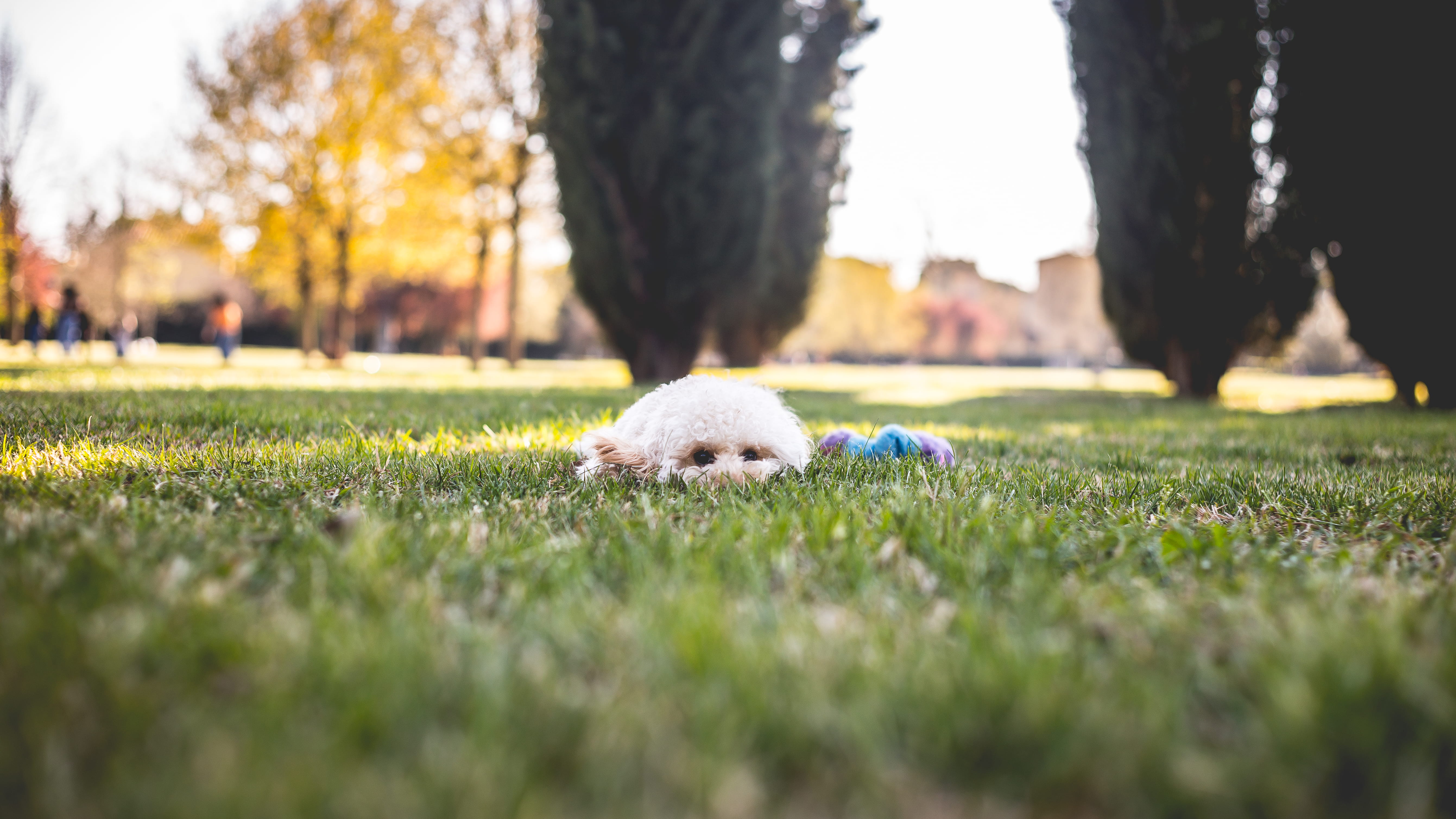 sheep, #dog #dogsofinstagram #puppy #dogs #dogstagram #love #cute #instadog #doglover #dogoftheday #pet #puppylove #puppiesofinstagram #puppies #pets #instagood #doggo #photooftheday #doggy #petstagram #ilovemydog #pup #adoptdontshop #cat #rescuedog #dogs_of_instagram #animals #doglovers #photography #dogsofinsta, HD Wallpaper