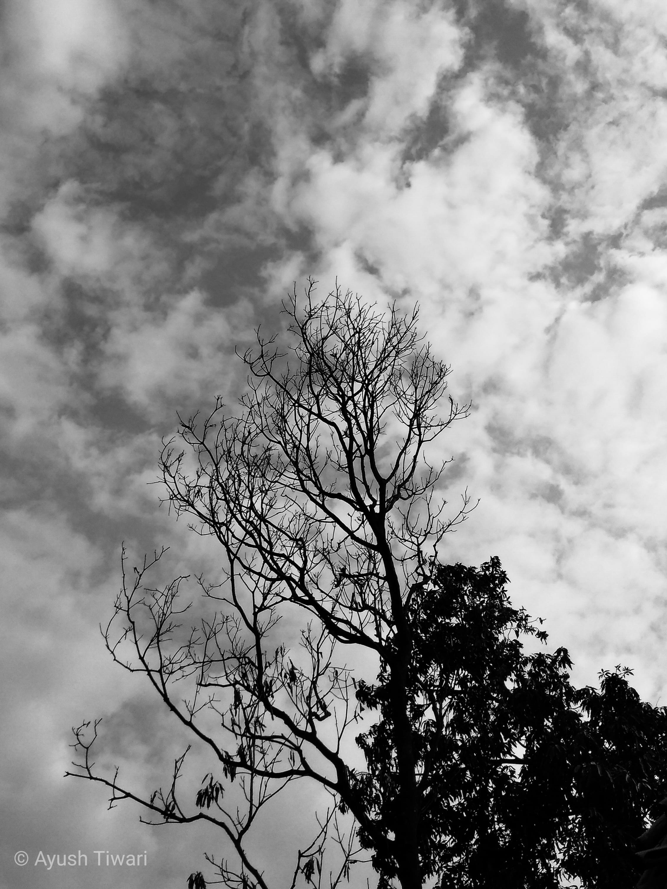 india, cloud - sky, photographers, no people, instagram, tranquility, forest, village, ramgarha tiwaran, low angle view, plant, idyllic, sky, Phone HD Wallpaper