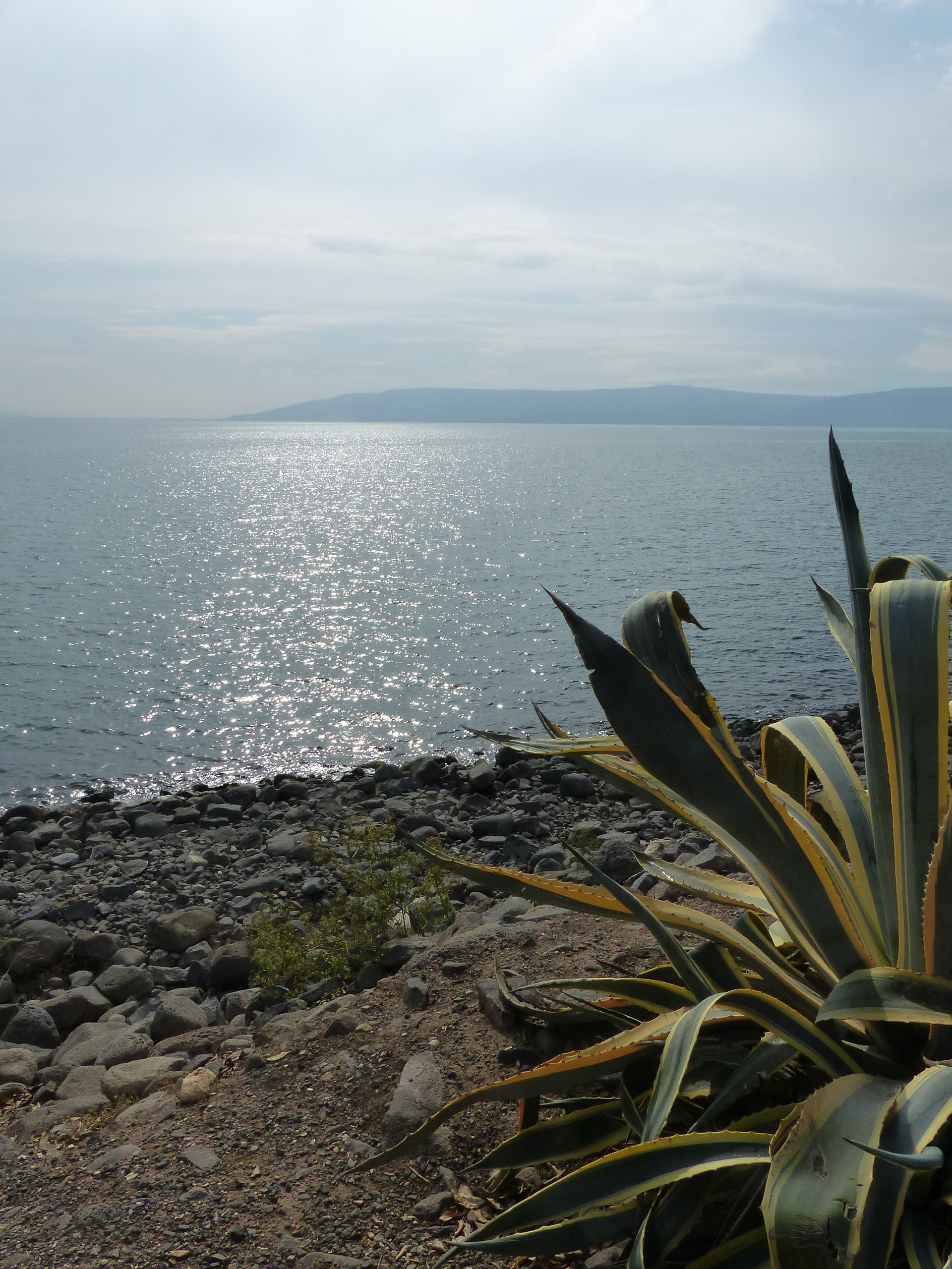 tranquil scene, no people, plant, beauty in nature, outdoors, tranquility, israel, sky, water, sea, cloud - sky, sea of galilee, day, horizon over water, Phone HD Wallpaper