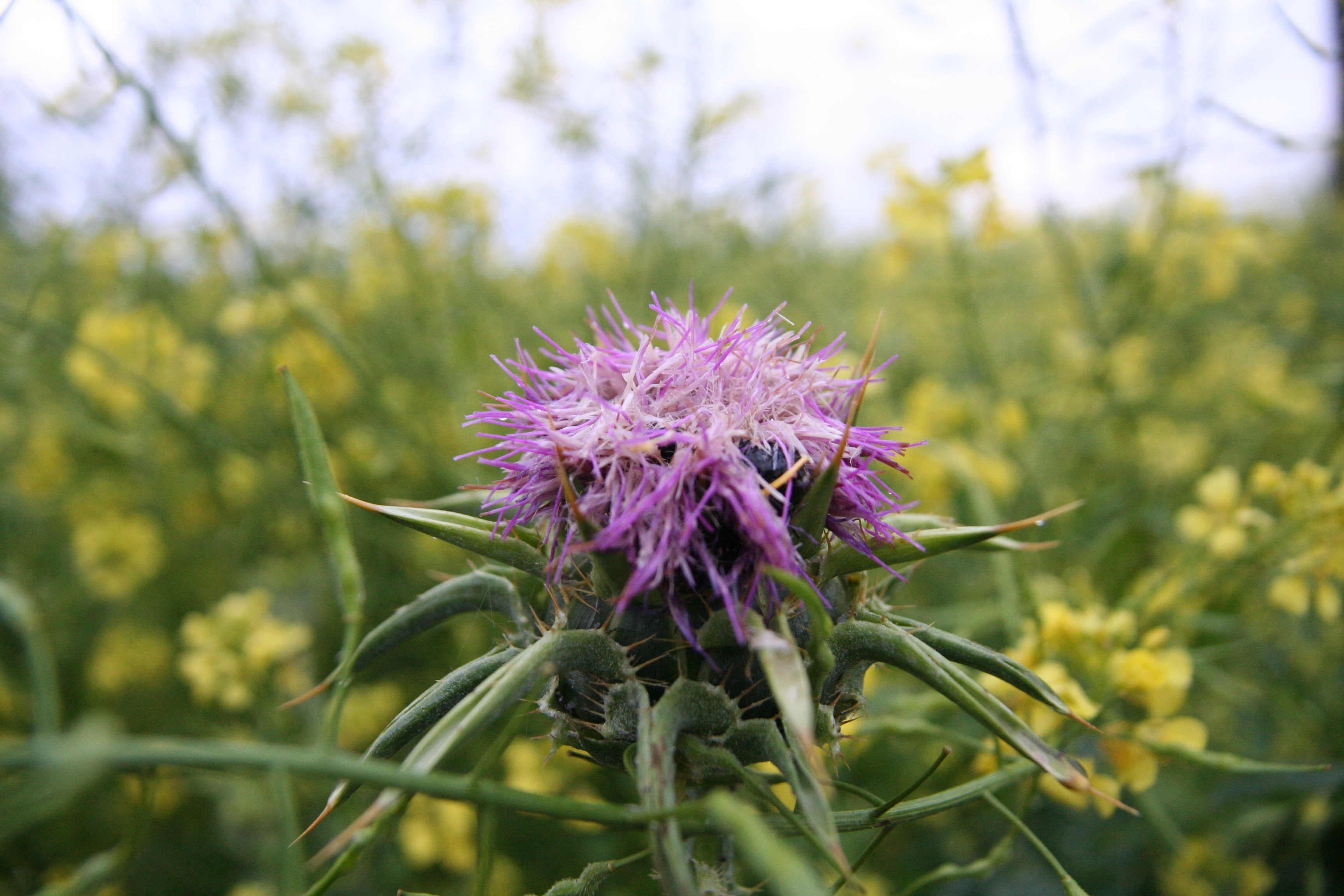 fragility, focus on foreground, plant, freshness, thistle, color, flower, close-up, bloom, outdoors, galilee, flower head, pink color, pollination, land, HD Wallpaper