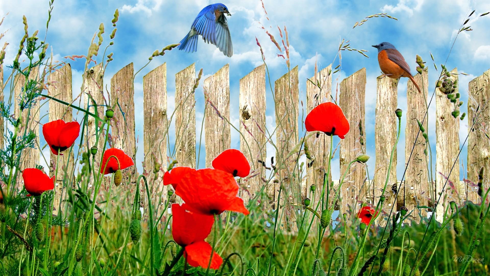 clouds, 1080P, o, firefox persona, poppy, 3d and abstract, field, grass, wall, wild flowers, poppies, birds, HD Wallpaper