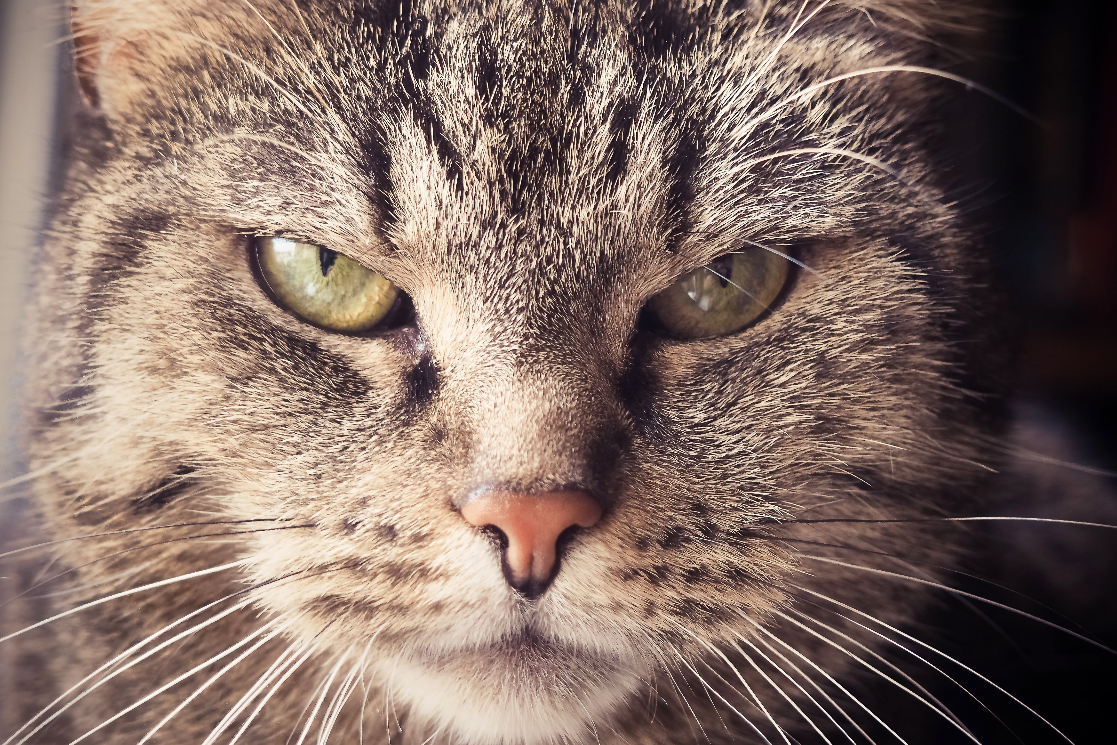 one animal, brown, yellow eyes, snout, bad look, vertebrate, cats eyes, close-up, domestic cat, head, cat portrait, tiger cat, animal eye, face, close, HD Wallpaper
