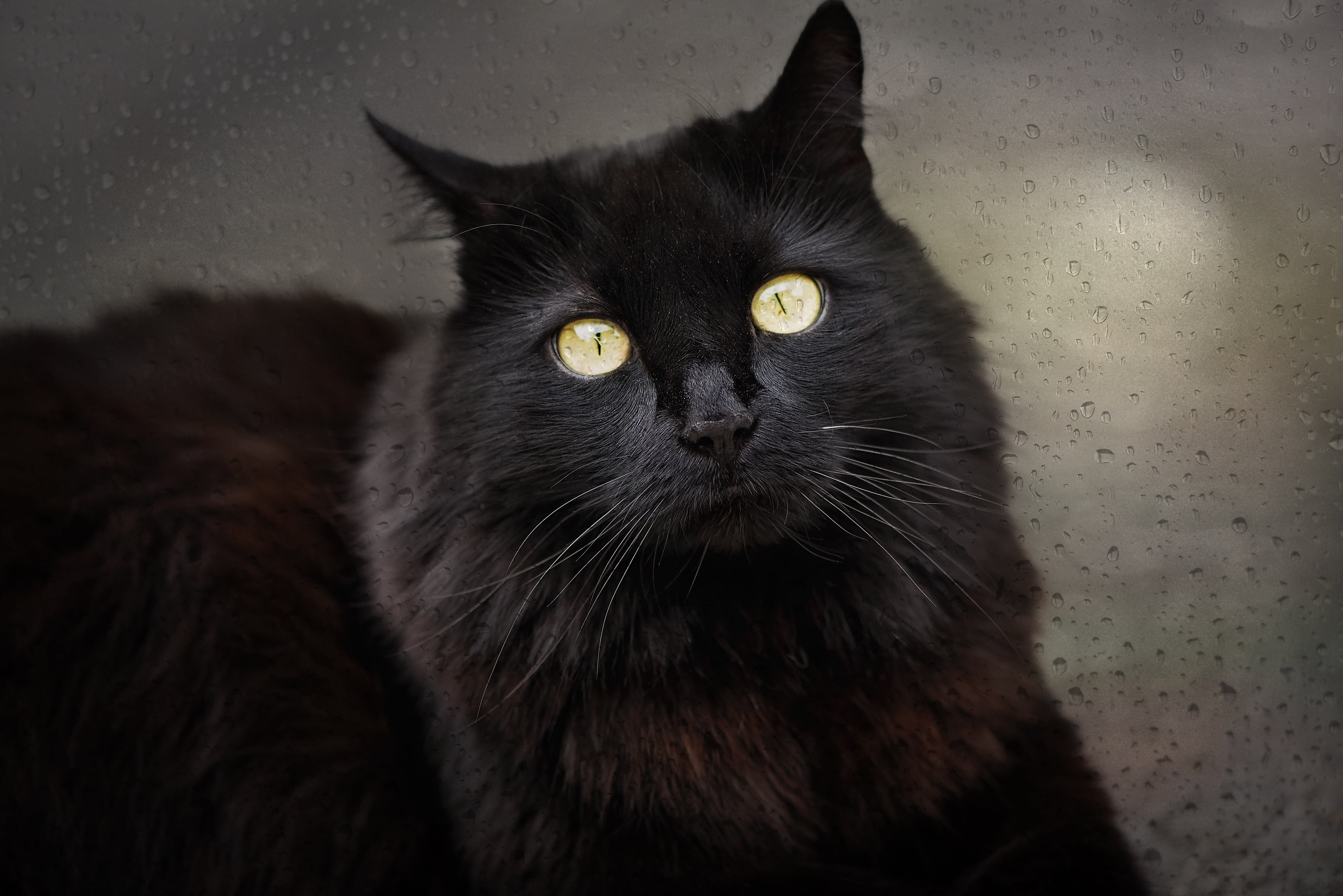 one animal, no people, vertebrate, pets, looking at camera, 4K, domestic Cat, yellow eyes, domestic animals, animal body part, whisker, long, animal head, HD Wallpaper