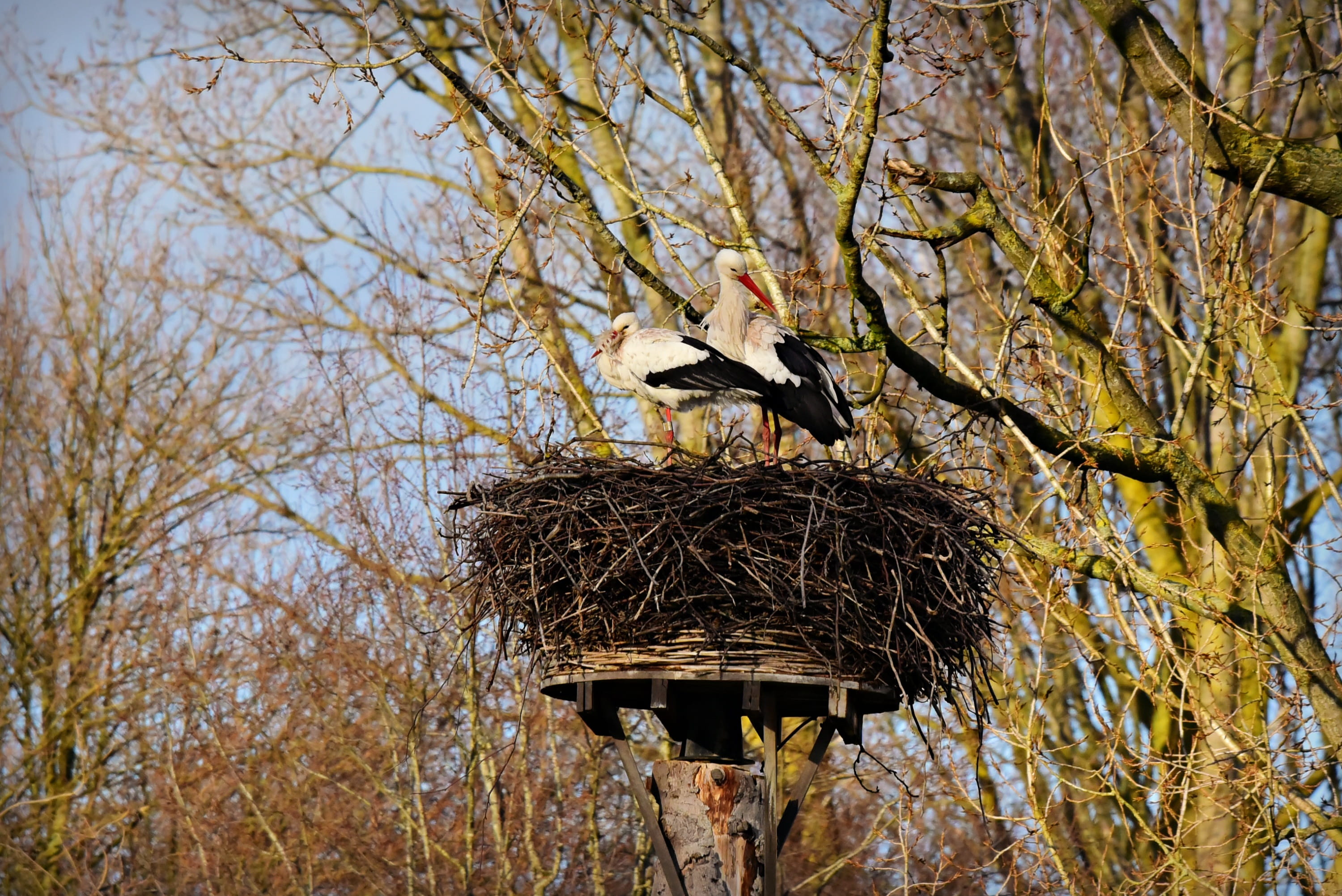 believe, nest, no people, perching, group of animals, animal, pregnancy, low angle view, branch, baby, animal themes, two animals, bird, symbol, 2K, animal wildlife, HD Wallpaper