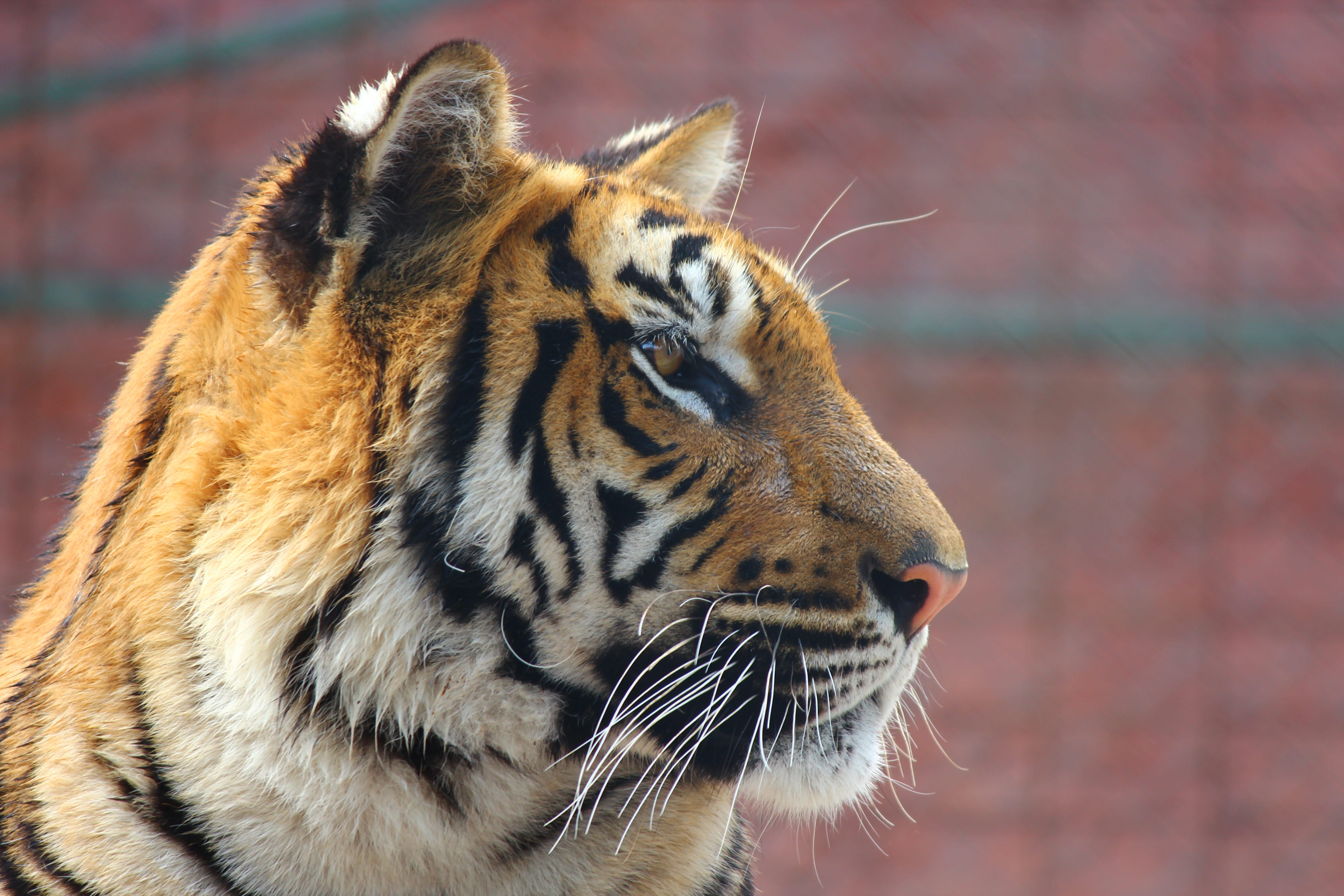 close-up, vertebrate, cat, tiger, wildlife, konya, animal wildlife, photography, big cat, looking, one animal, overview, wildlife photography, zoo, animal body part, HD Wallpaper