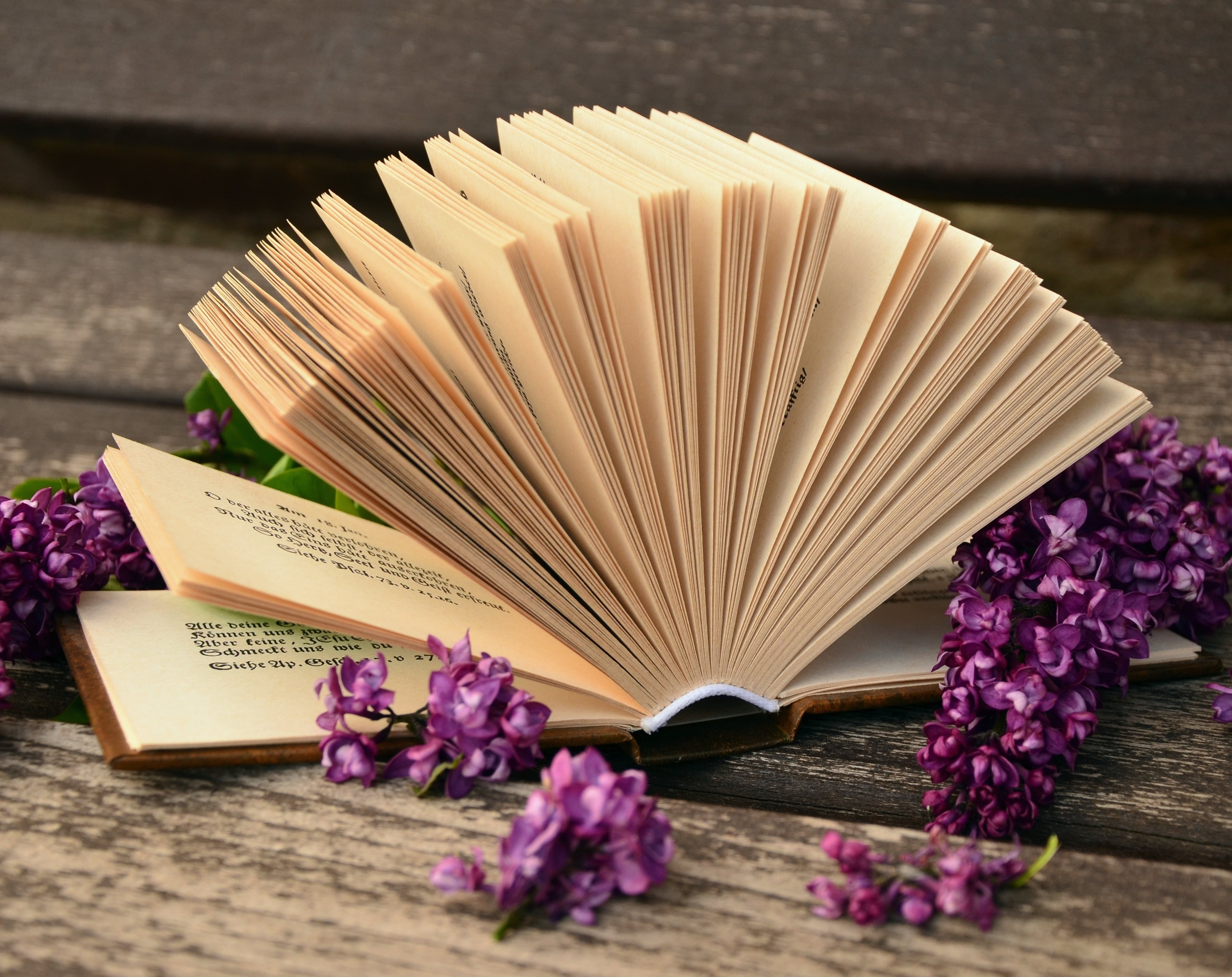 Lilac, Vintage, freshness, Bank, macro, education, indoors, Paper, Relax, Open, book pages, publication, still life, flowering plant, 2K, Spring, Read, HD Wallpaper
