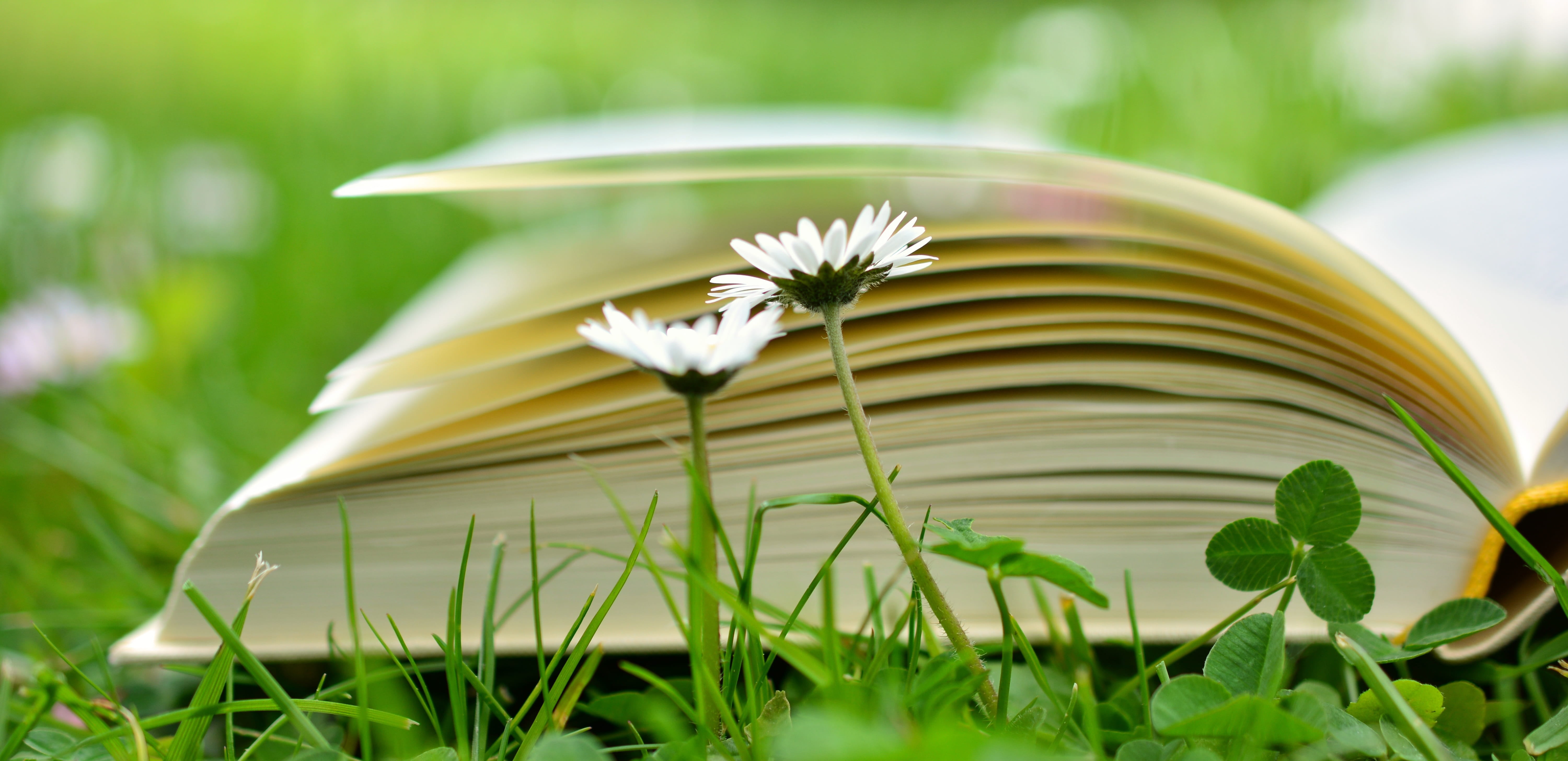 study, beauty in nature, green color, selective focus, grass, plant, learn, flowering plant, flower, day, nature, book pages, ornamental garden, pitched, HD Wallpaper