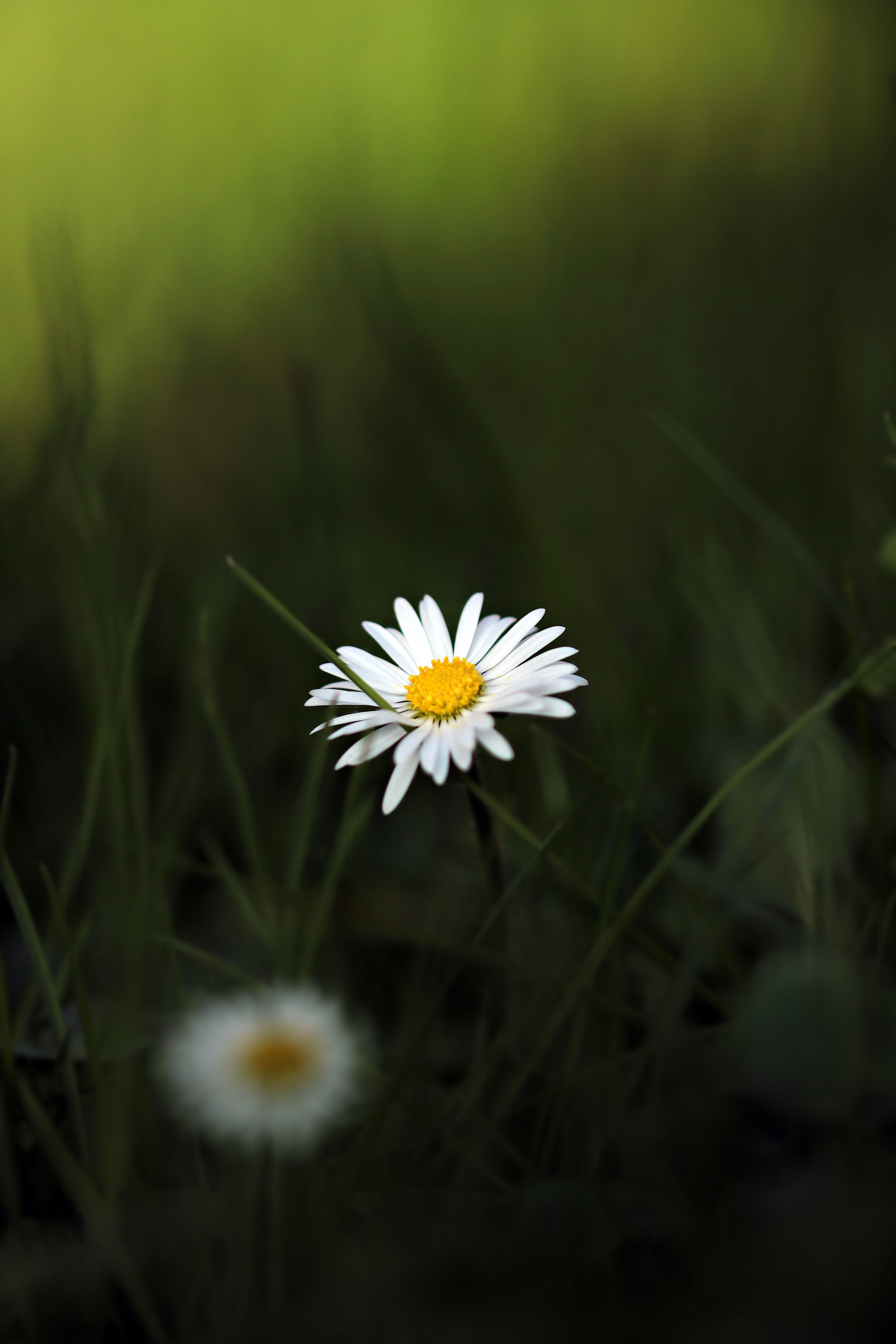 season, white color, yellow, flora, selective focus, grass, pointed flower, beauty In Nature, close-up, close, white, petal, chamomile, gazania, inflorescence, Phone HD Wallpaper