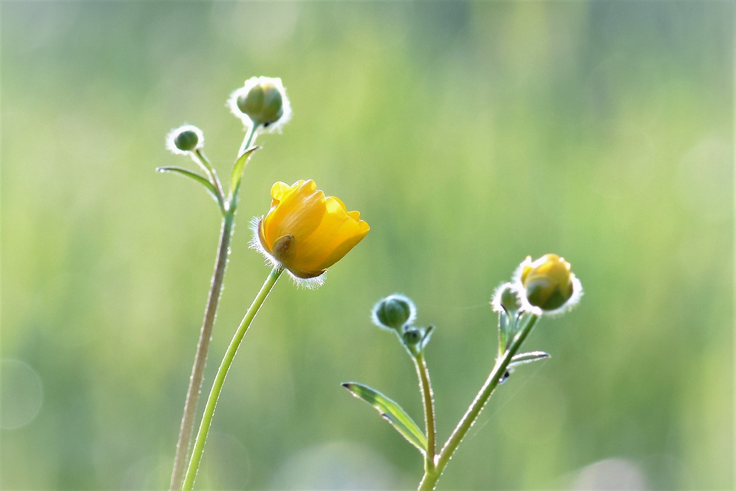 flowering plant, plant stem, spring, no people, beauty in nature, selective, wild plants, grass, photography, bud, focus, close-up, petal, selective focus, HD Wallpaper