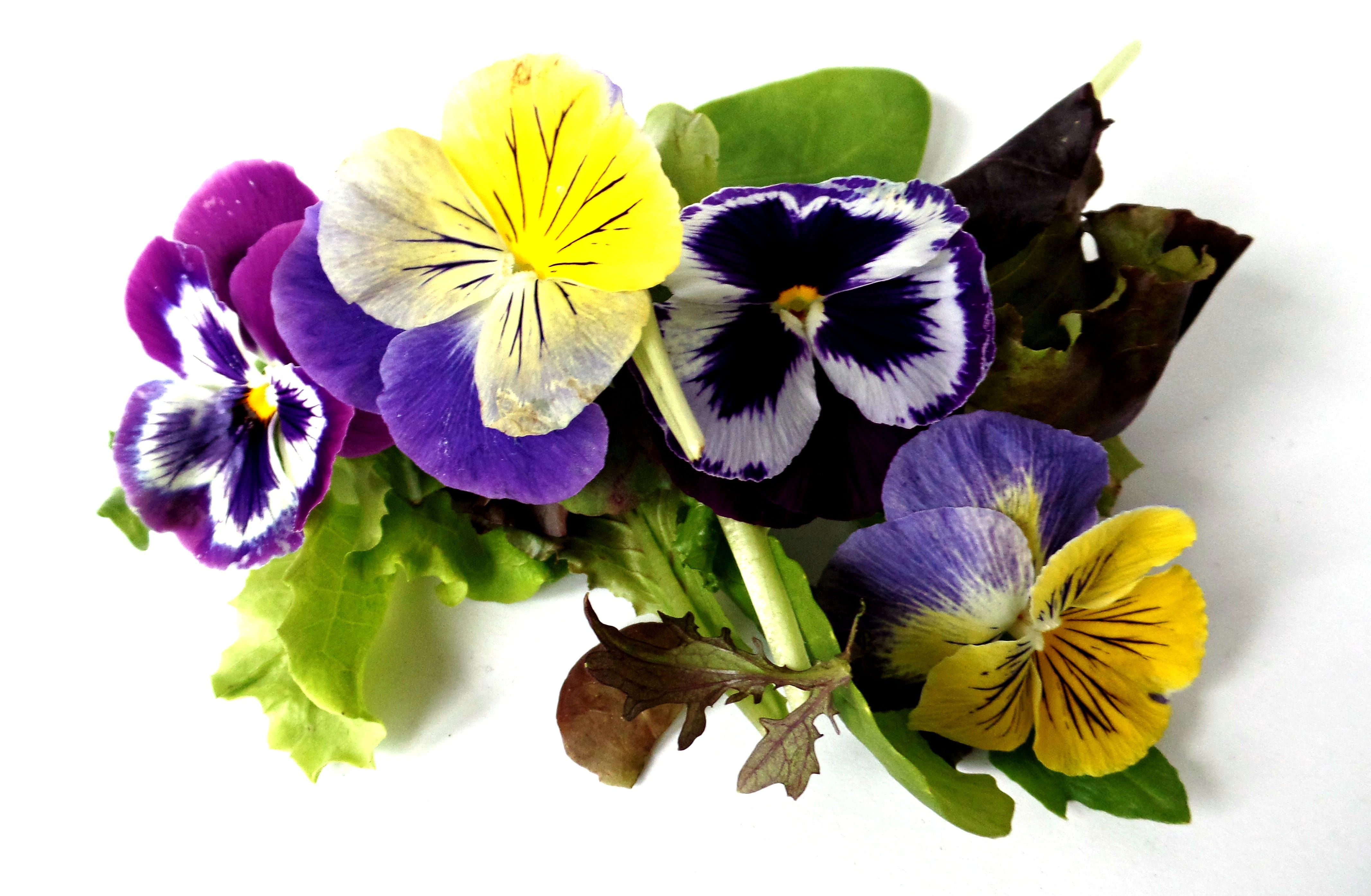 white, leaves, pansy, botany, studio shot, flower Head, nature flower, flowers, anemone, blossom, isolated, growth, fragility, multicolored, 4K, springtime, HD Wallpaper
