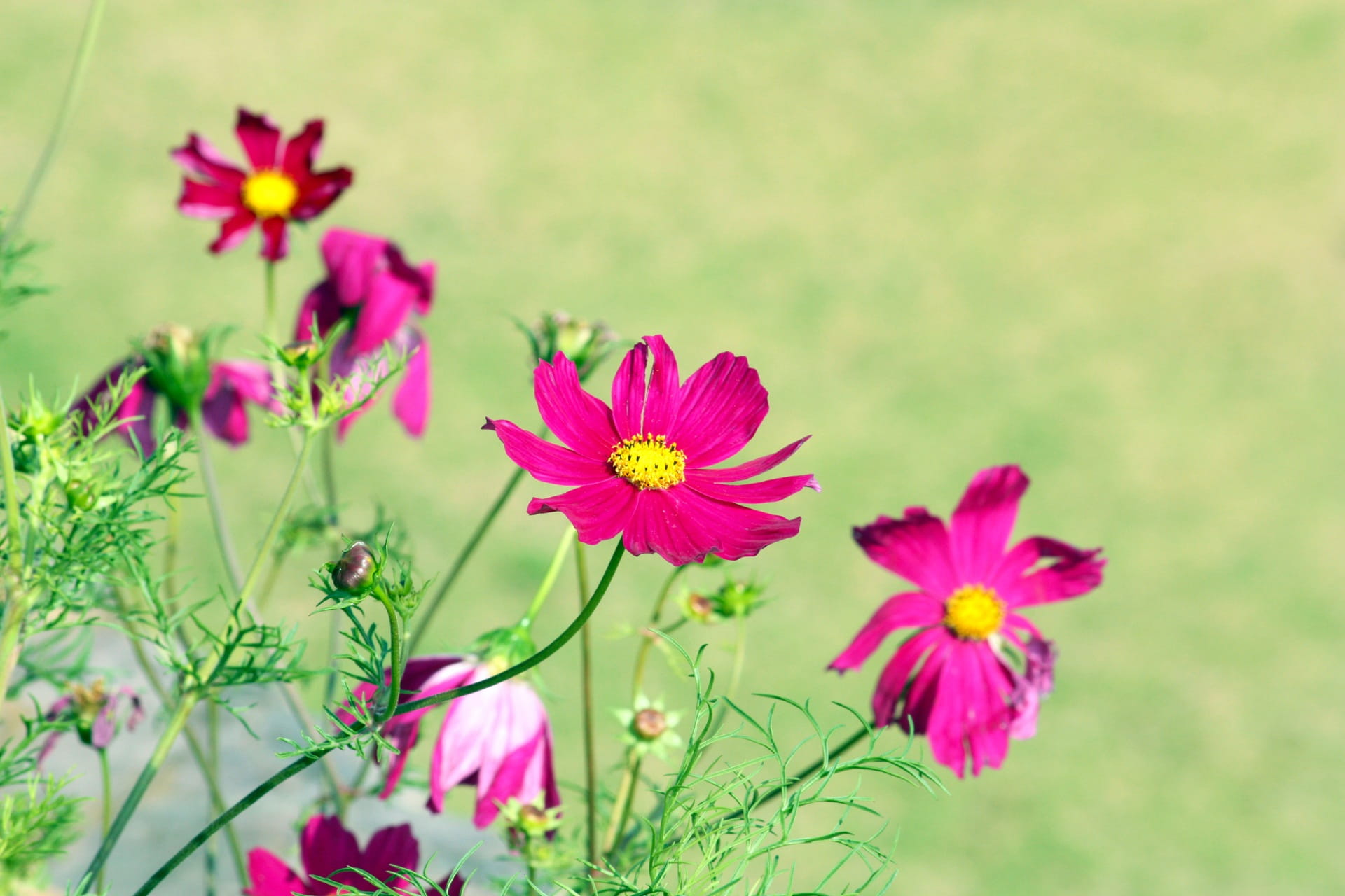 beauty, focus on foreground, plants, pink, blossom, summer, summer flowers, beauty In Nature, petal, outdoors, wild flower, plant, colorful flowers, fragility, HD Wallpaper