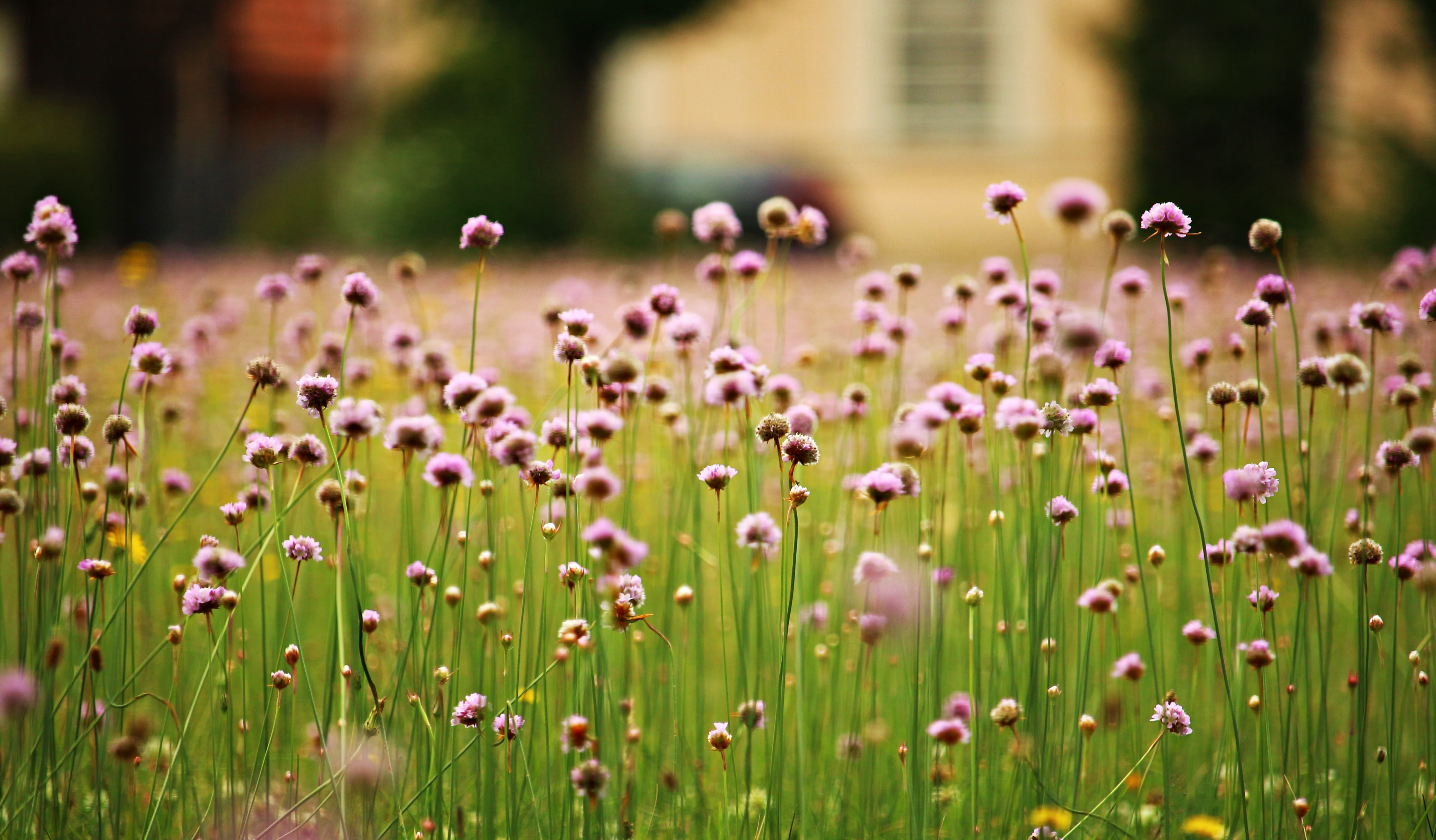 flower, close up photography, summer, no People, flower head, photography, nature, pink, field, close-up, outdoors, freshness, petaled, flowerbed, growth, HD Wallpaper