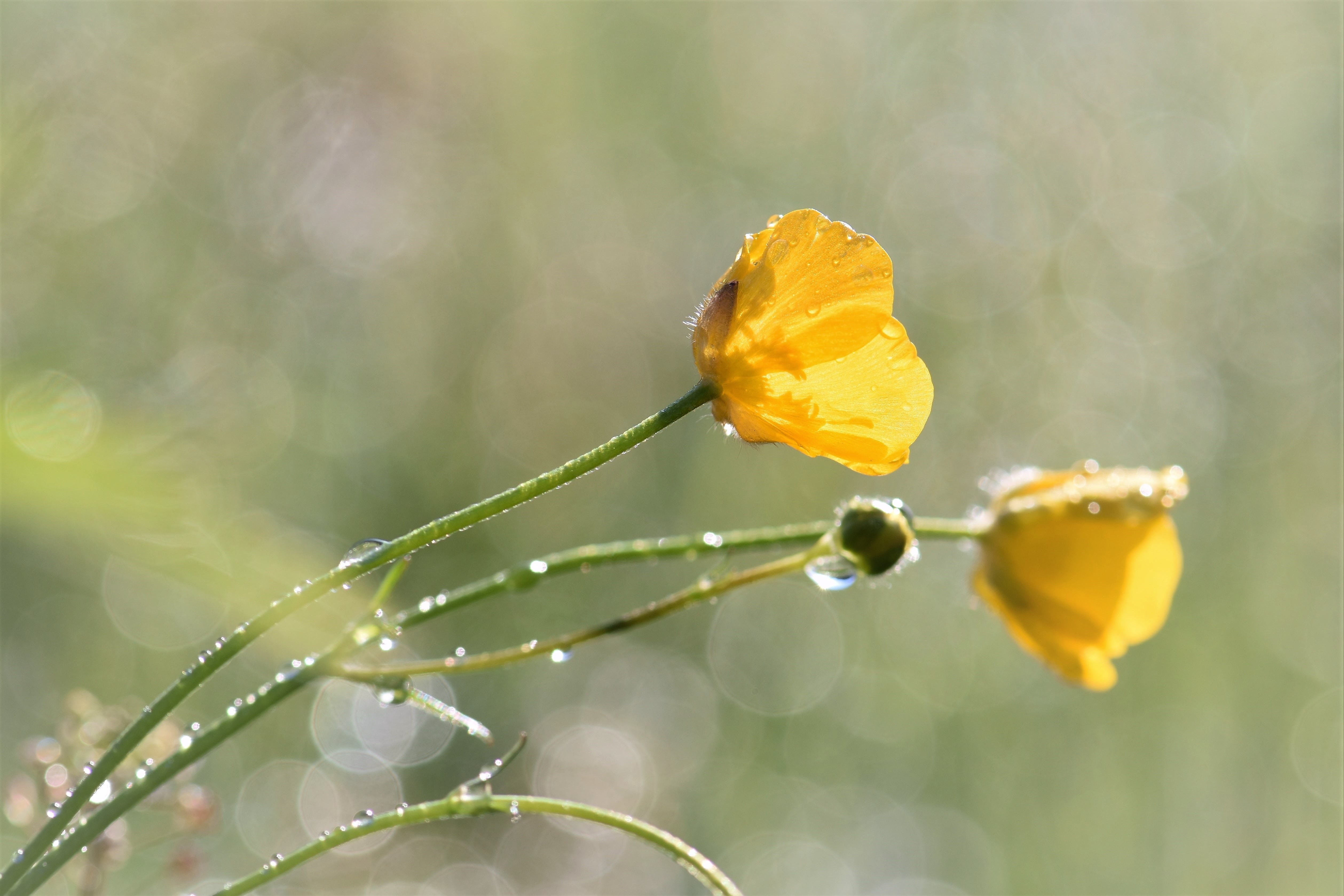 wild flower, raindrop, springtime, focus on foreground, close, beauty in nature, close-up, green, blade of grass, dew, drop, nature, shallow, petaled, no people, HD Wallpaper